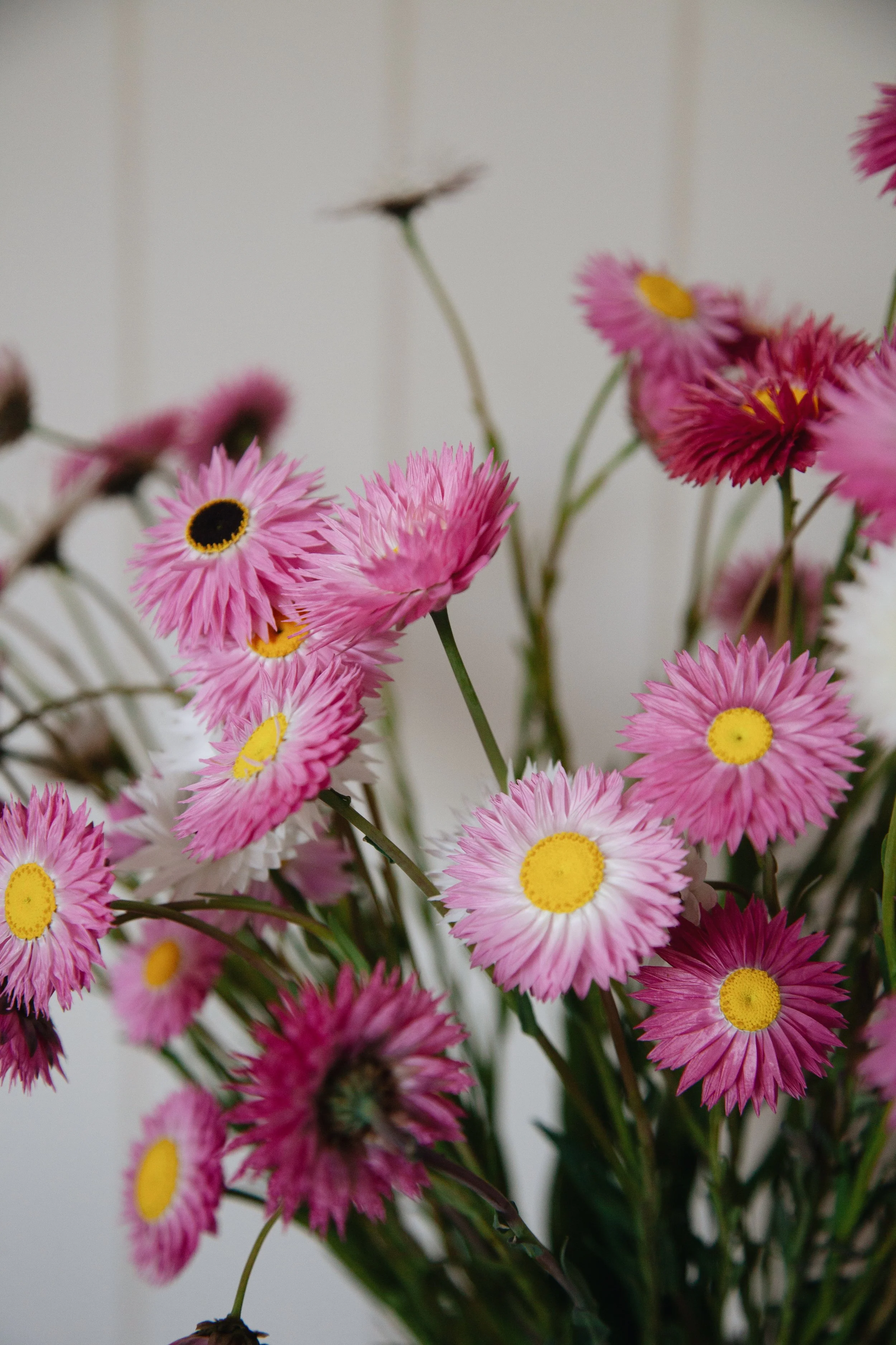 Everlasting Paper Daisy Seeds