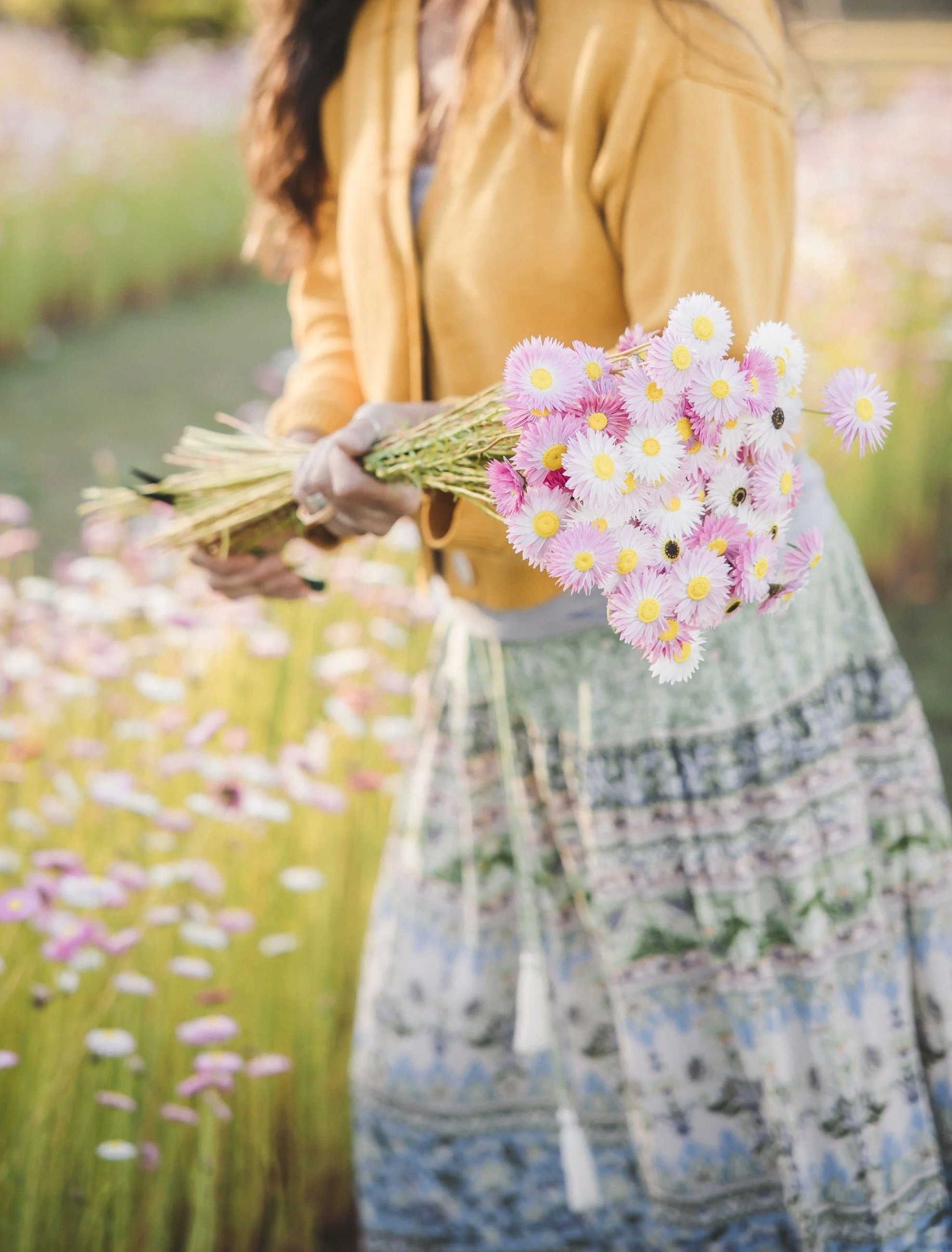 Angela picking paper daisies at Wild Acres Flower Farm, Veradilla QLD.