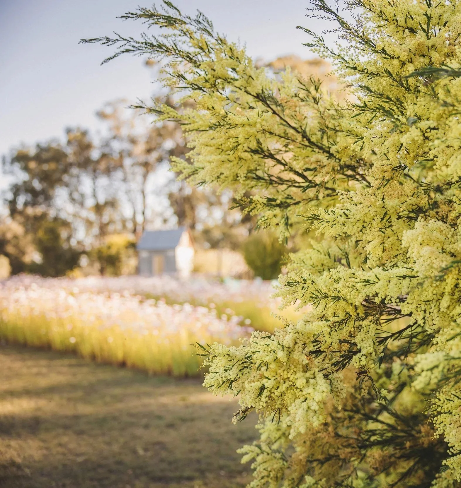 Flowering wattle and paper daisy fields surrounding Wild Acres Flower Farm in Veradilla, Queensland.