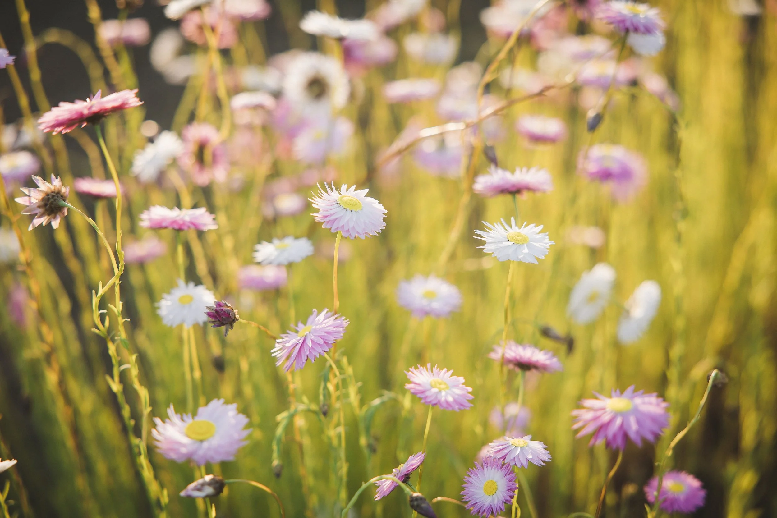 Pink and white everlasting paper daisies in bloom at Wild Acres Flower Farm.