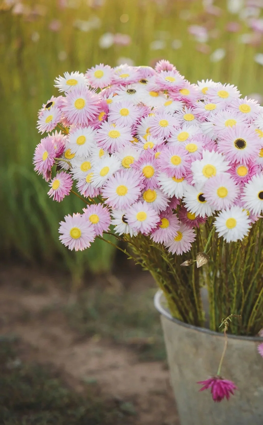 Homegrown everlasting paper daisy bouquet at Wild Acres Flower Farm in Veradilla, Queensland.