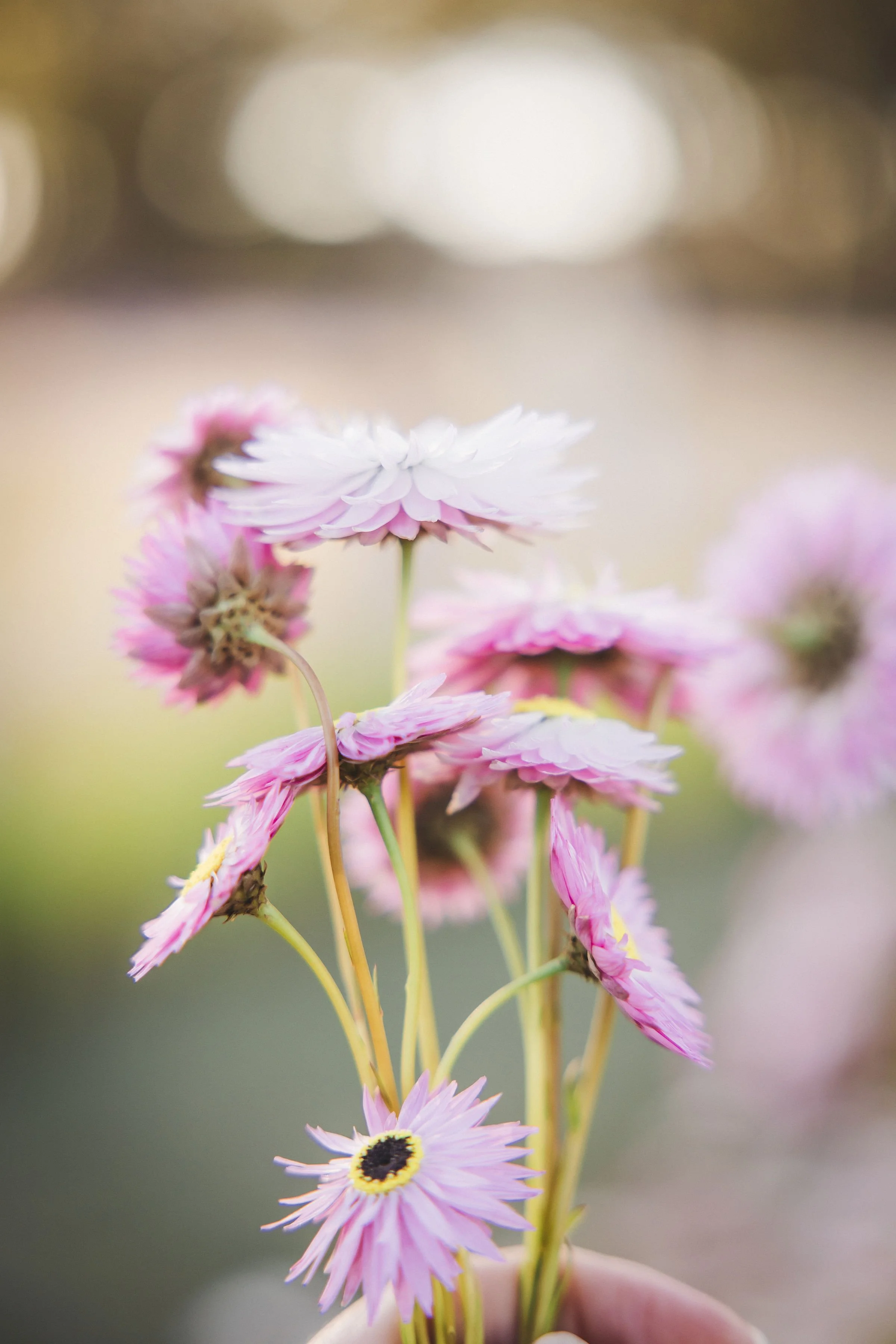 Close-up of pink and white flowers with yellow and black centers being held in a person's hand, with a blurred background.