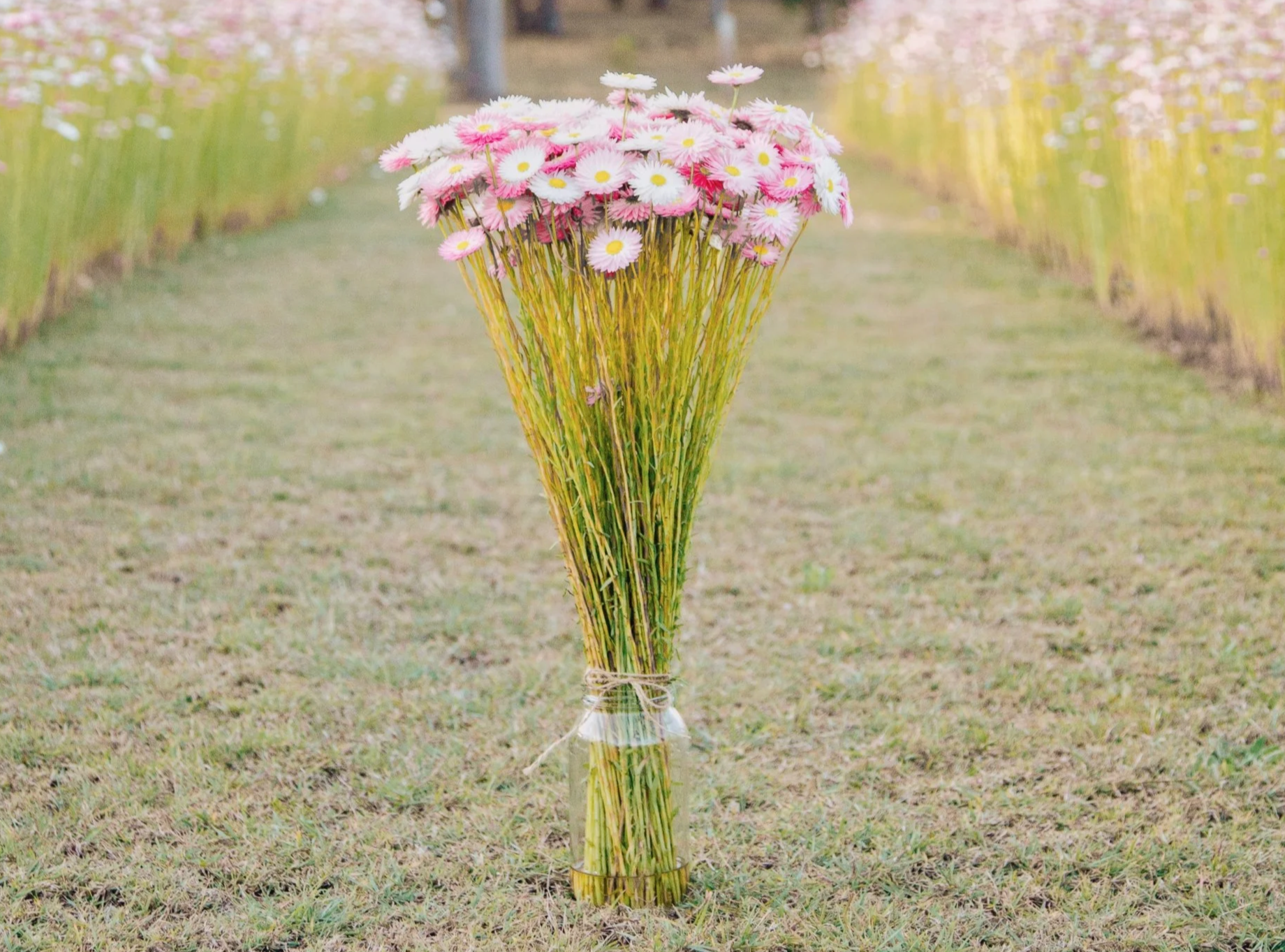 Freshly harvested everlasting paper daisies in a jar, grown at Wild Acres Flower Farm.