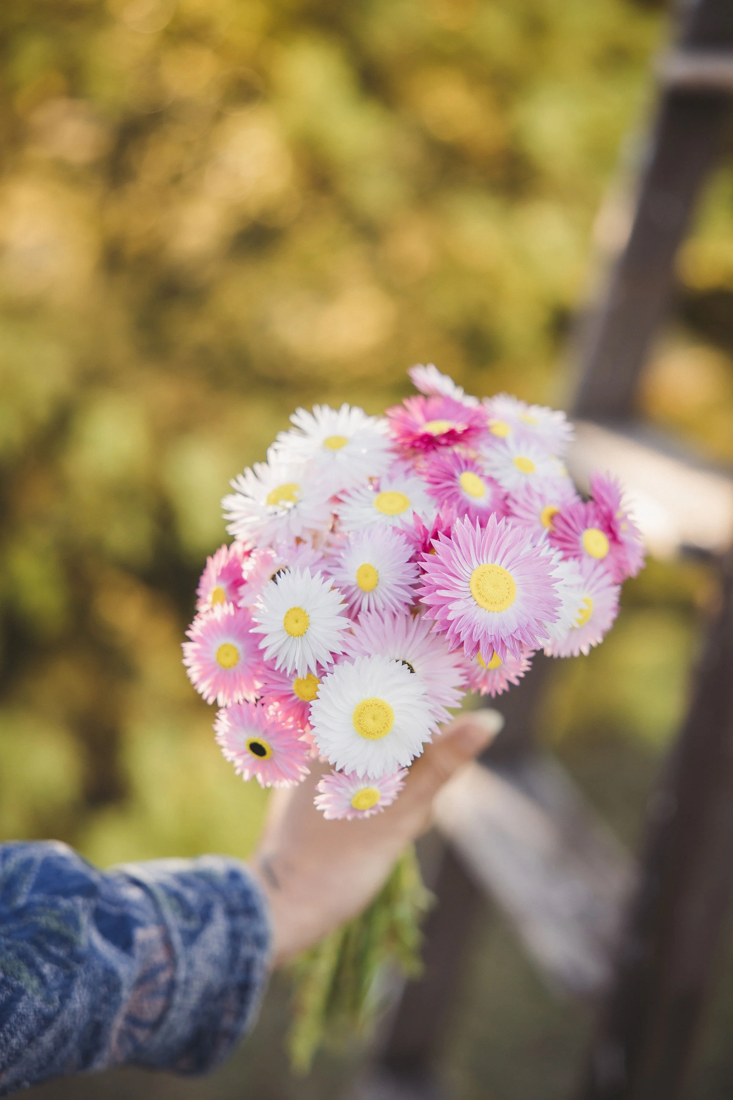 Hand picked everlasting paper daisy bunch from Wild Acres Flower Farm in Queensland.