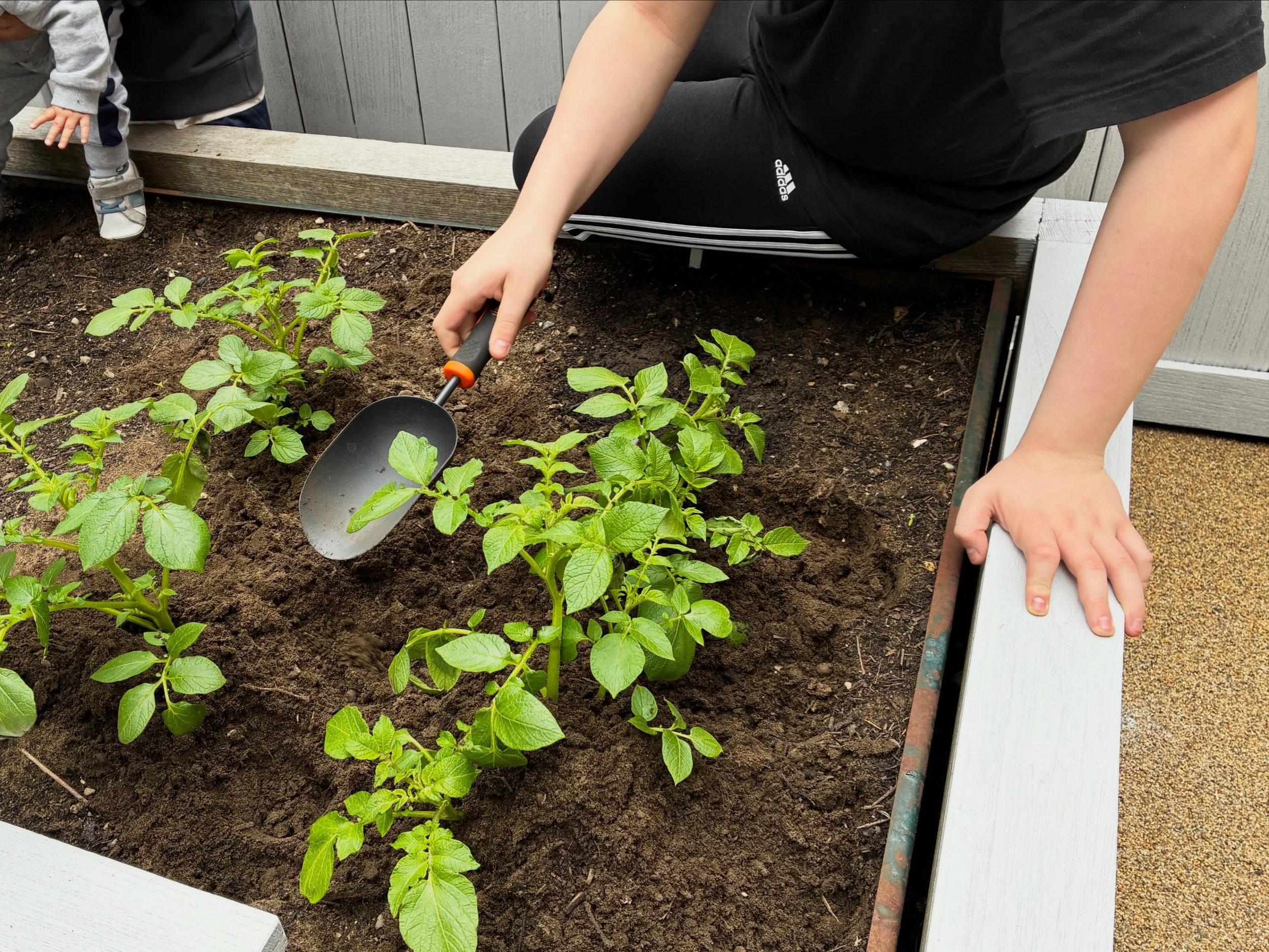 🌱 From planting potatoes, carrots, cucumbers and onions to caring for herbs and pumpkins and many more, our Gardening Club has been busy!

The children are learning where food comes from while developing patience, responsibility, teamwork, and pract