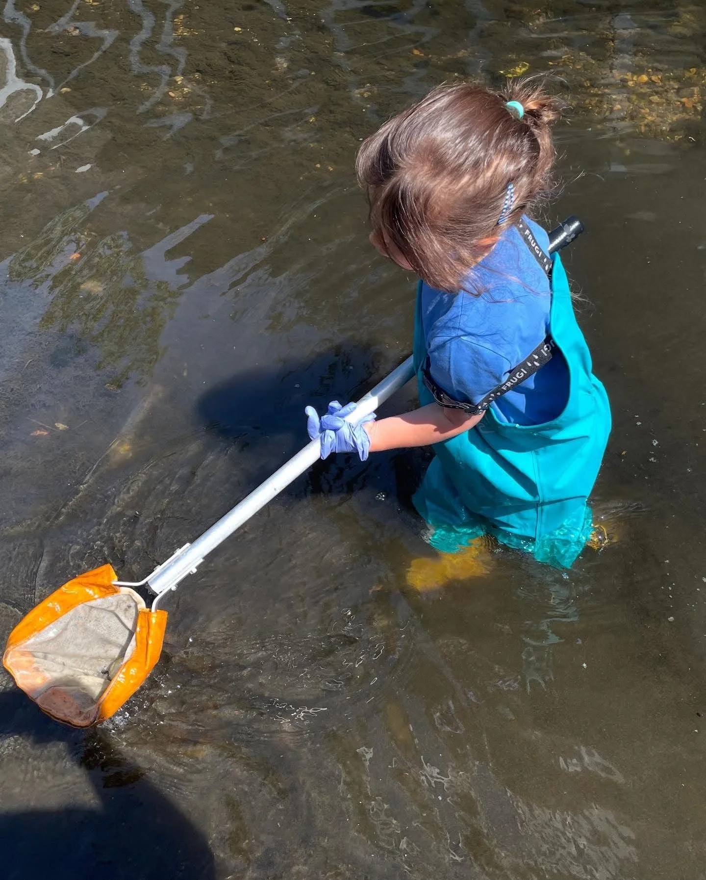 A young girl with brown hair in a ponytail, wearing a blue shirt, teal shorts, and gloves, stands in shallow water with a net, collecting something from the water.