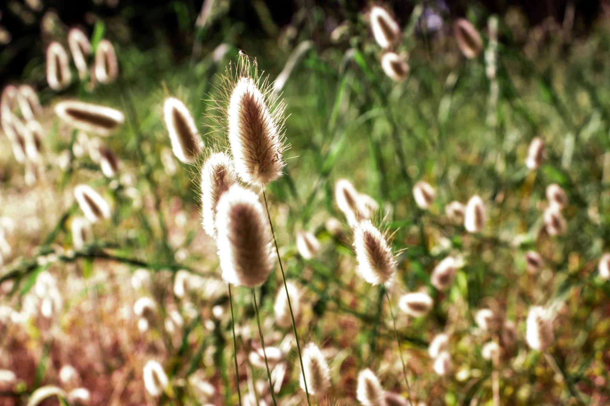 CONFERENCIA , LA SEXUALIDAD EN LA INFANCIA