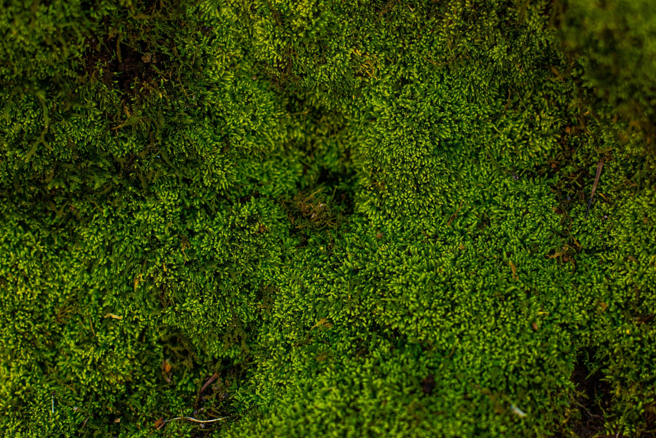 Close-up of green moss covering a surface.