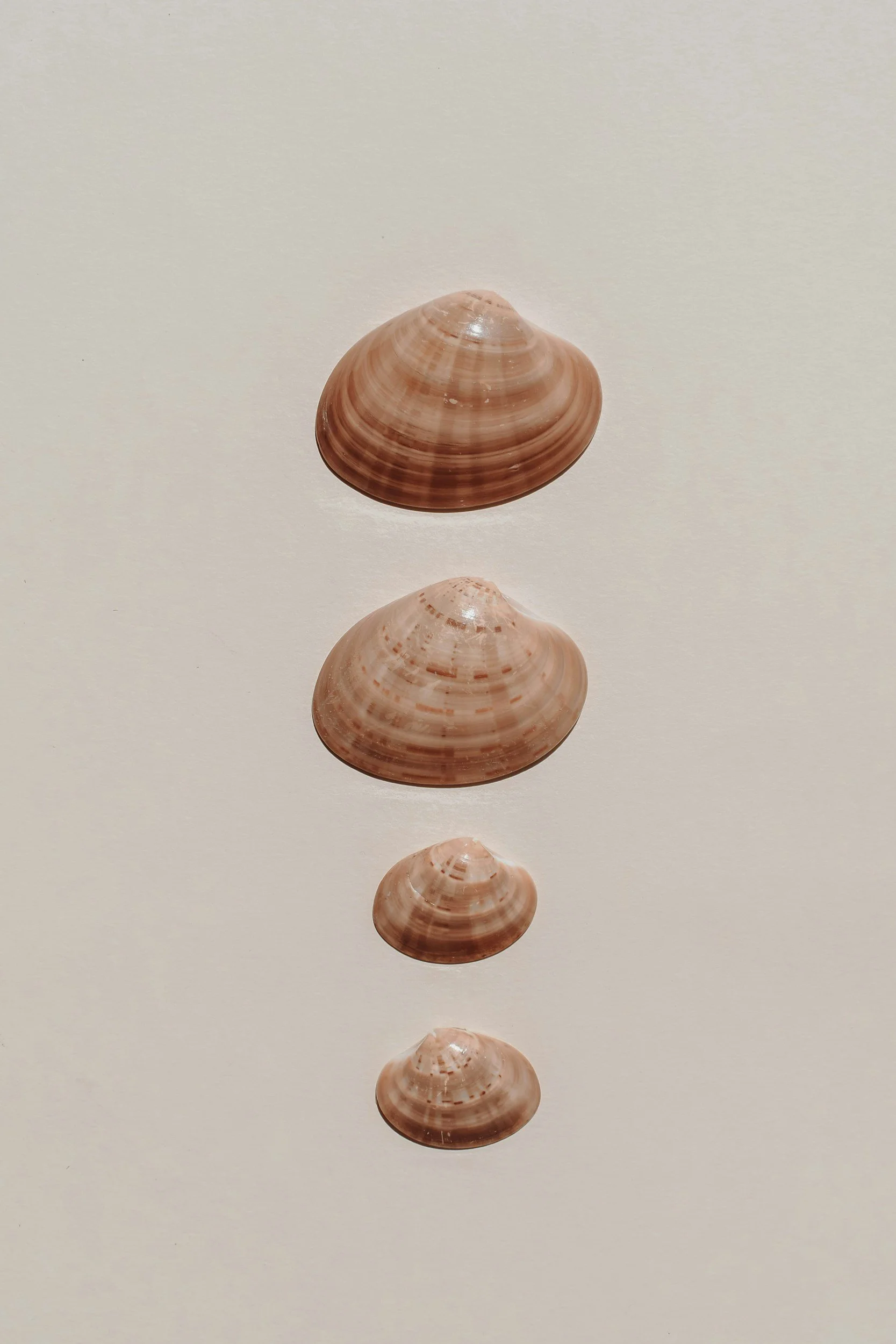 Multiple seashells aligned in a vertical row on a plain white background.