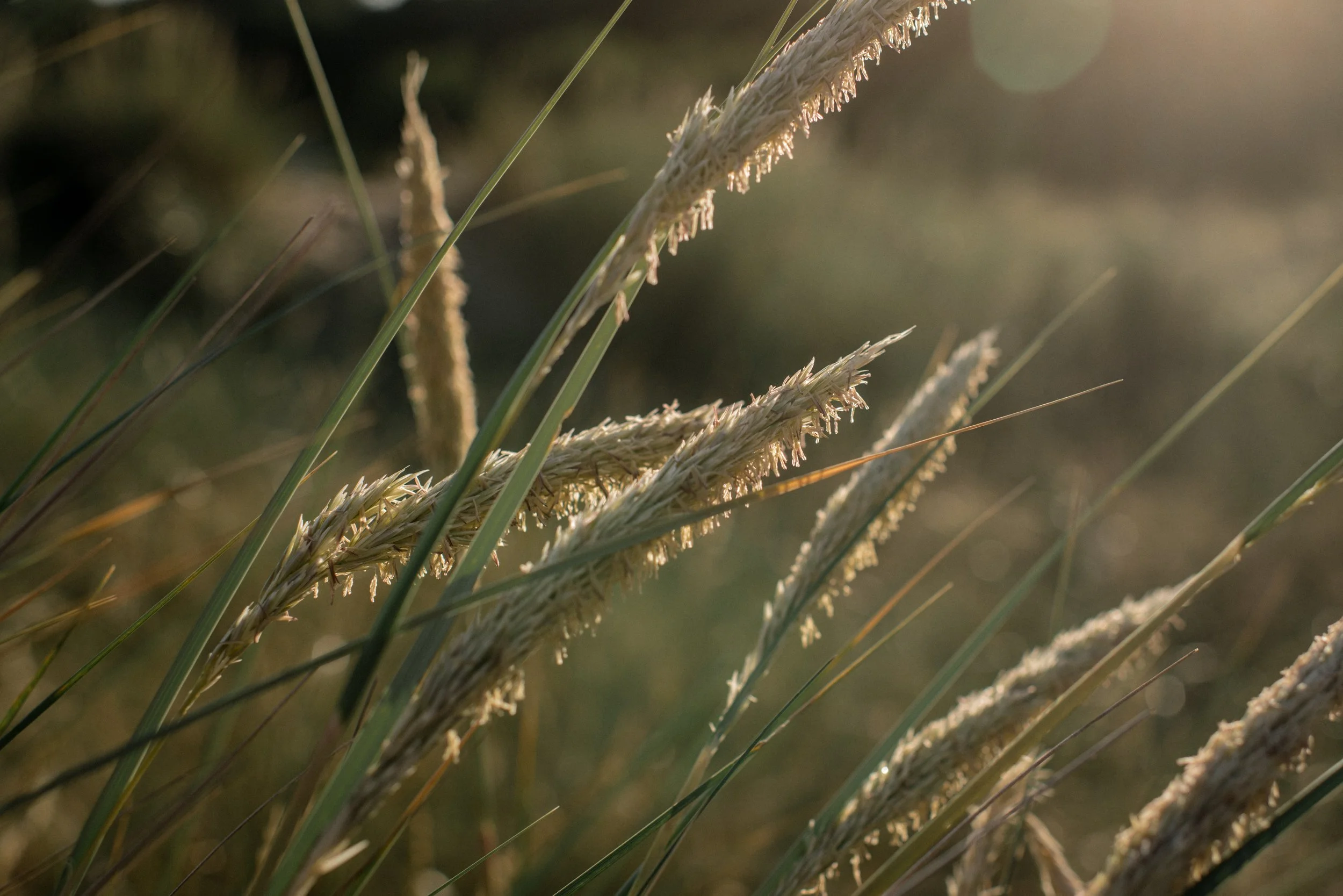 Close-up of tall grass stalks with seed heads, illuminated by warm sunlight.