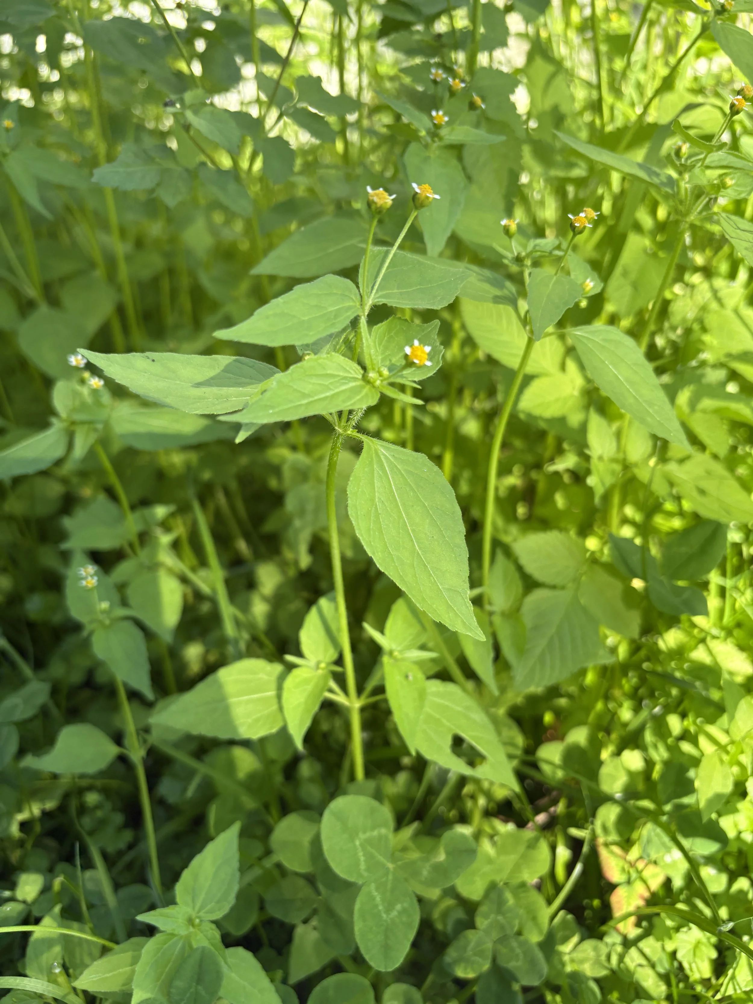 Galinsoga parviflora - foraging and cooking with