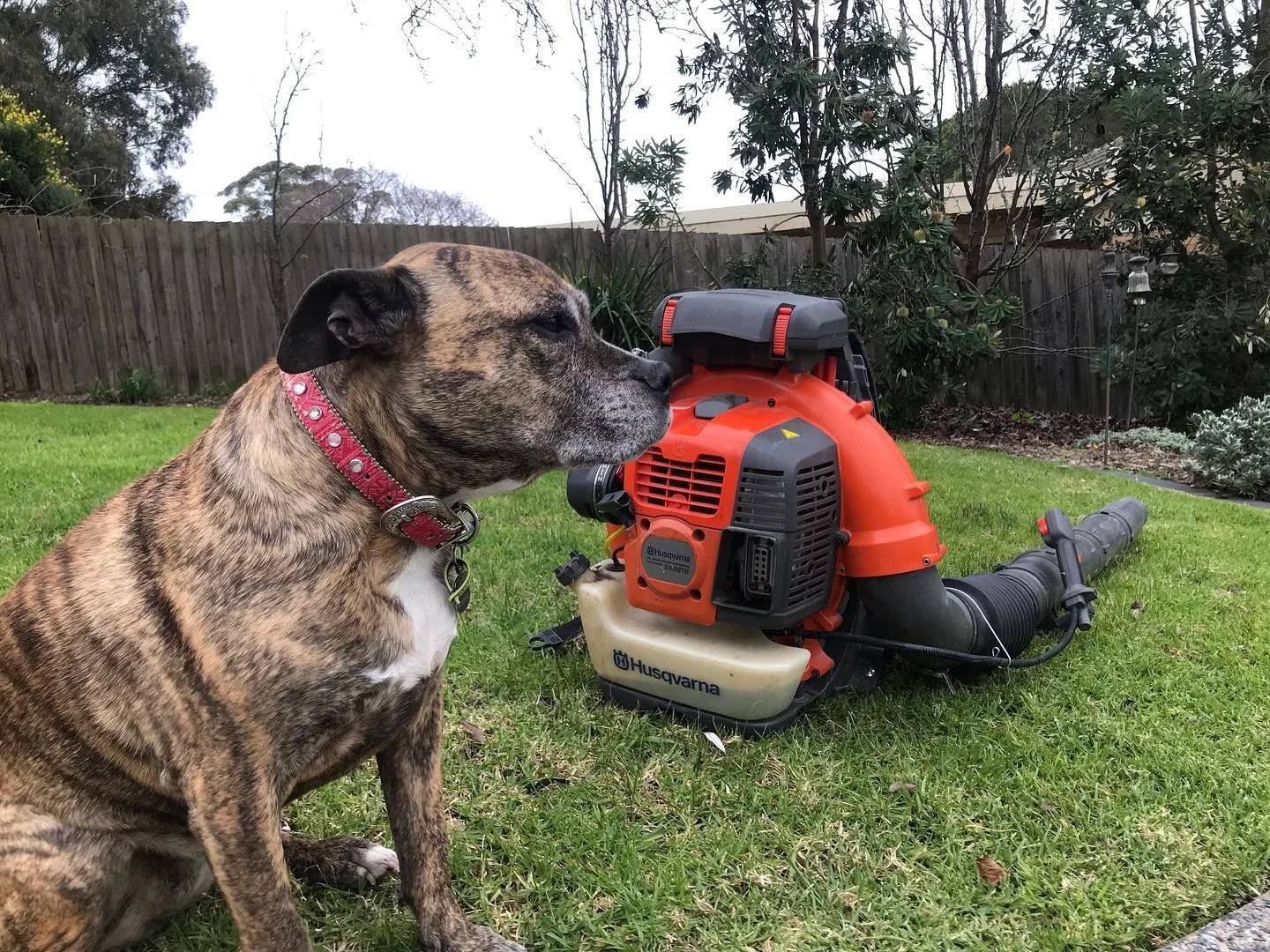 New addition to the fleet, husqvarna 580bts.  #lawnmowing #stihl #frankston #mteliza #husqvarna #husqvarnaelectric #morningtonpeninsula #lawnmowingcontractorsaus #echo #hustler #scag #graverly