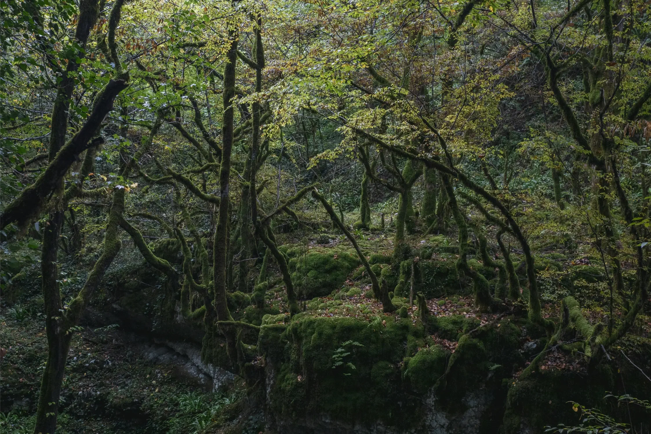 Dense forest scene with twisted moss-covered trees, lush green foliage, and a small stream running through the forest floor.