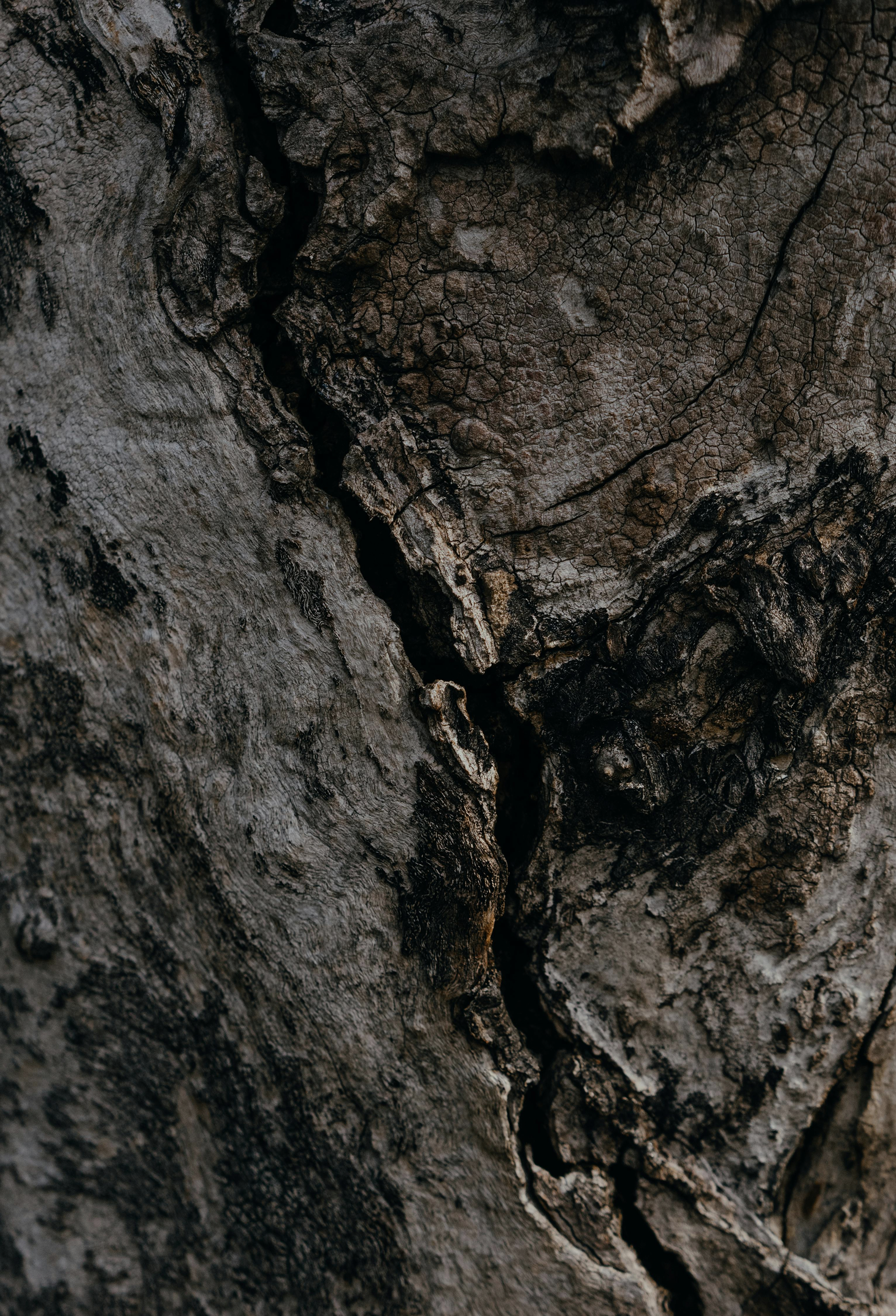 tree-bark-texture.png