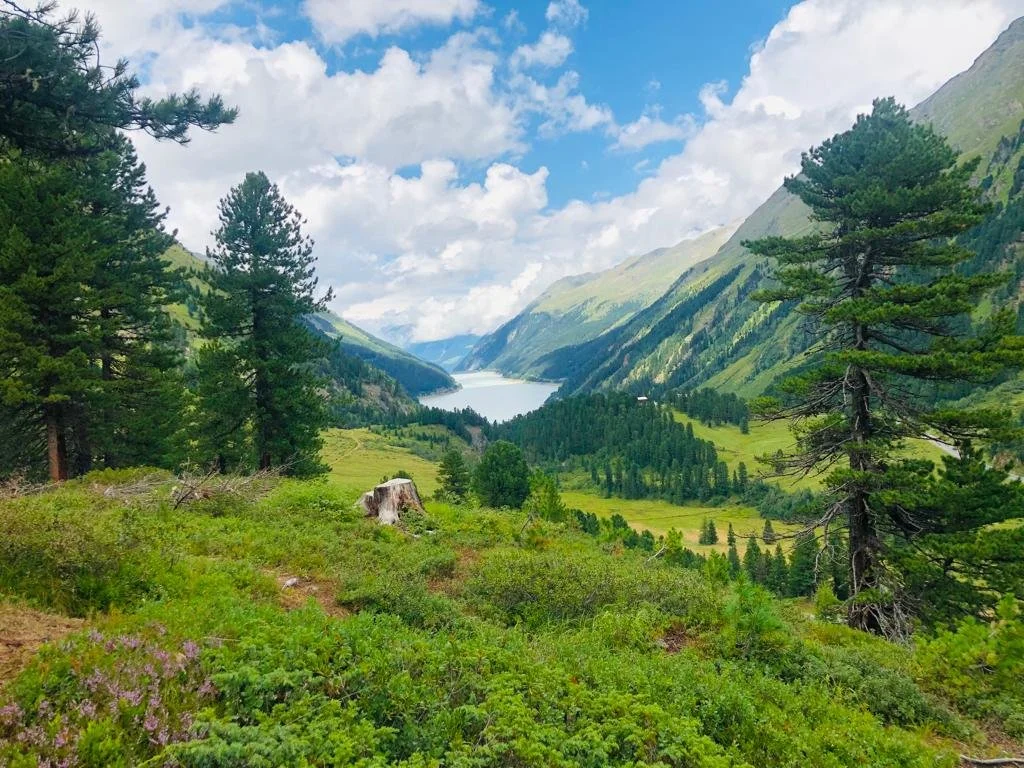 A scenic view of a lush green valley with a lake in the distance, surrounded by tall pine trees and mountains under a partly cloudy sky.
