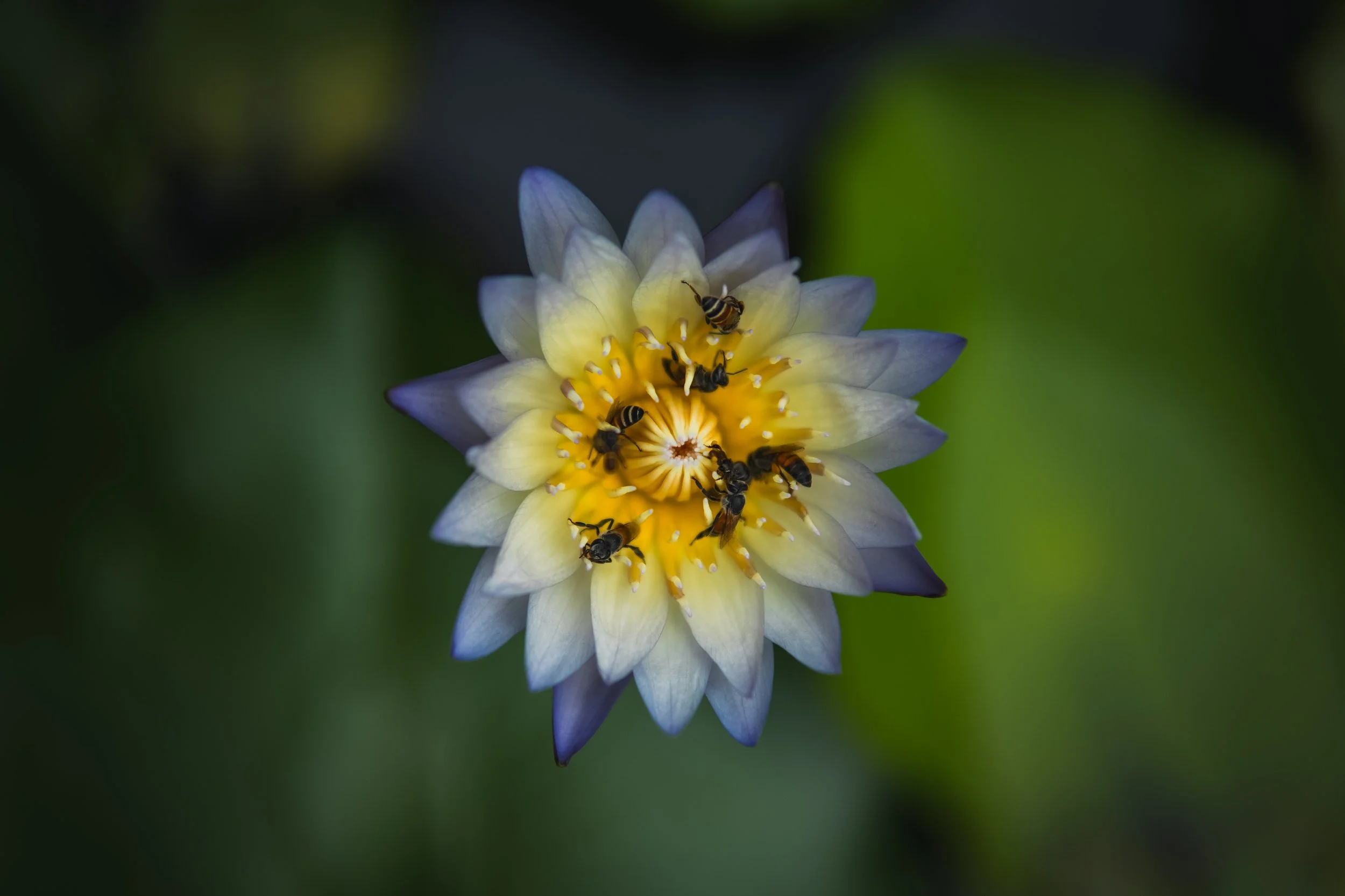 A close-up of a yellow and purple flower with several bees collecting nectar on it.