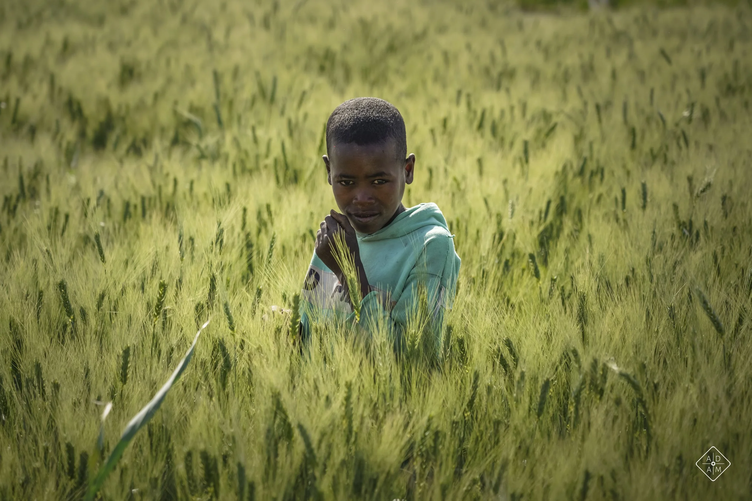 A young boy in a light blue hoodie standing in a green wheat field, looking towards the camera with a thoughtful expression.