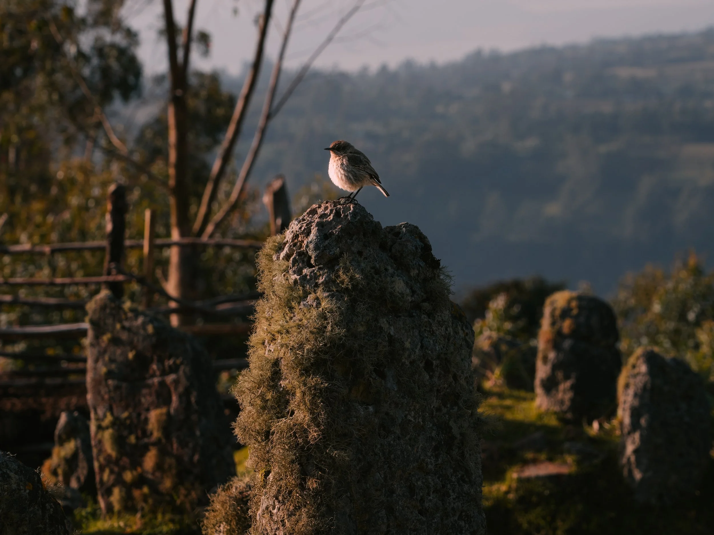 A small bird perched on a moss-covered rock in a natural outdoor setting, with trees and rolling hills in the background.