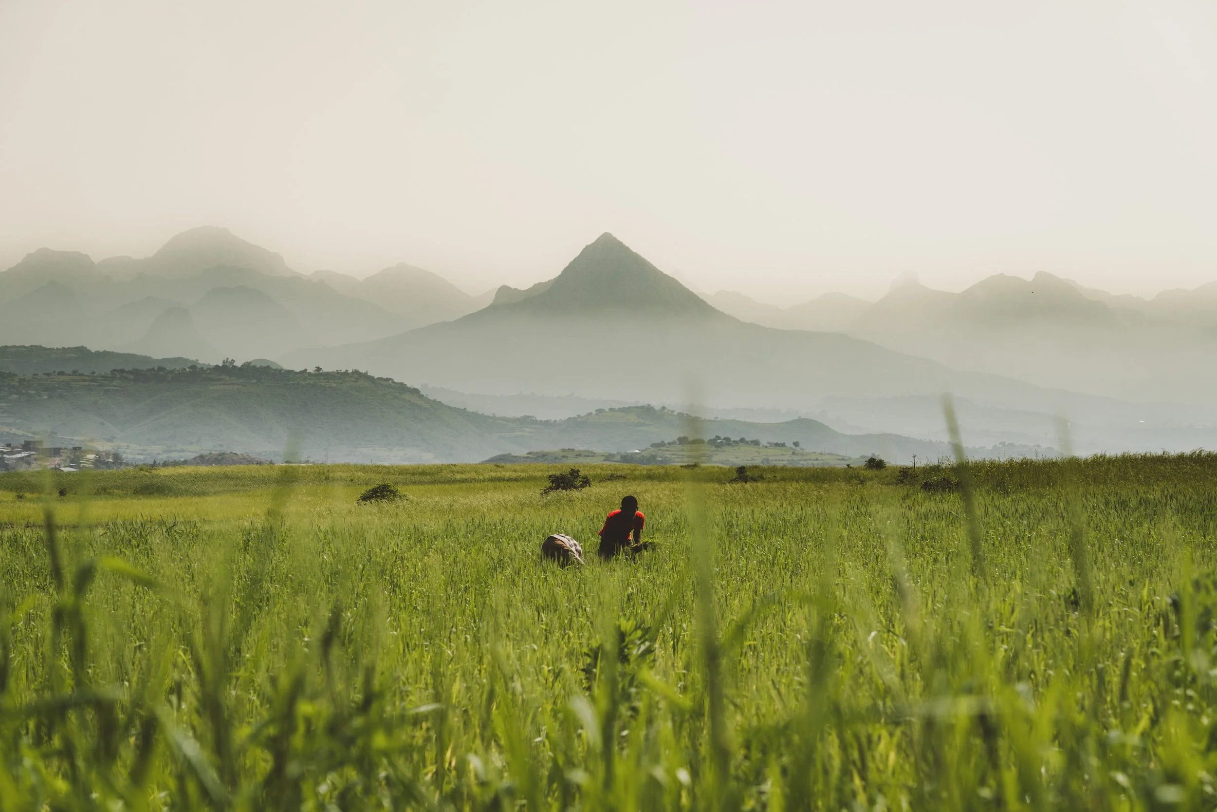 A person working in a green rice field with mountains in the background under a hazy sky.