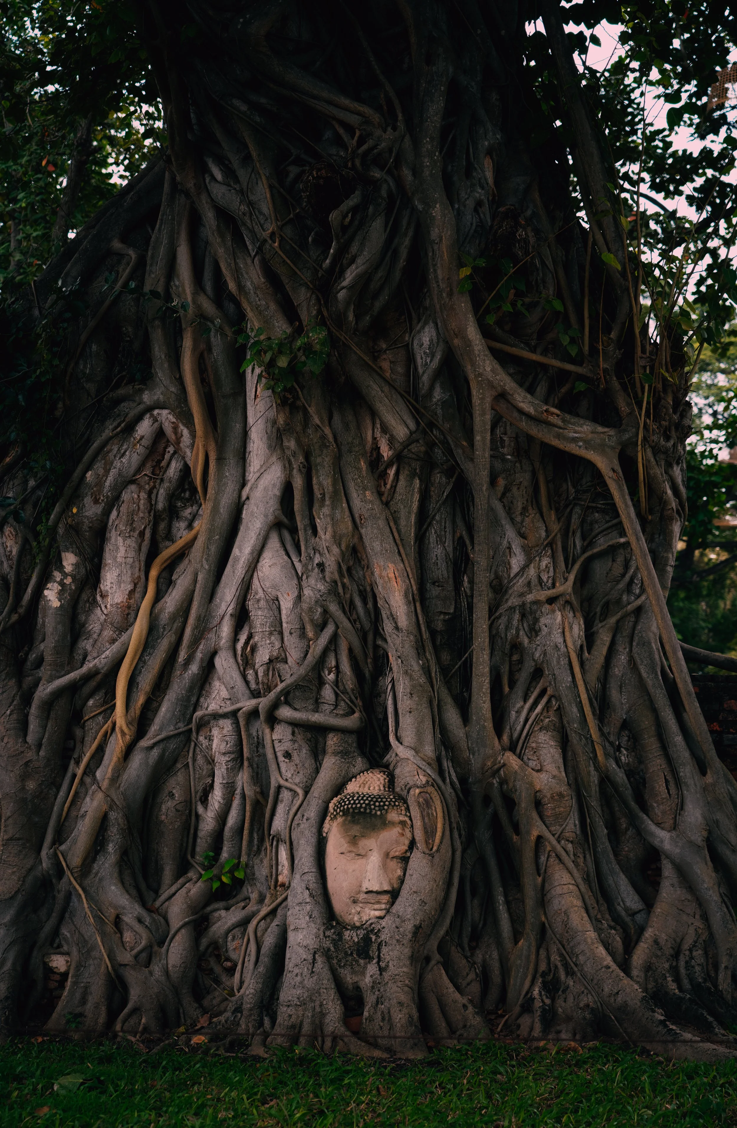 A large tree with massive, intertwined roots and vines. Embedded in the roots is a carving of a Buddha's face with closed eyes and a calm expression.