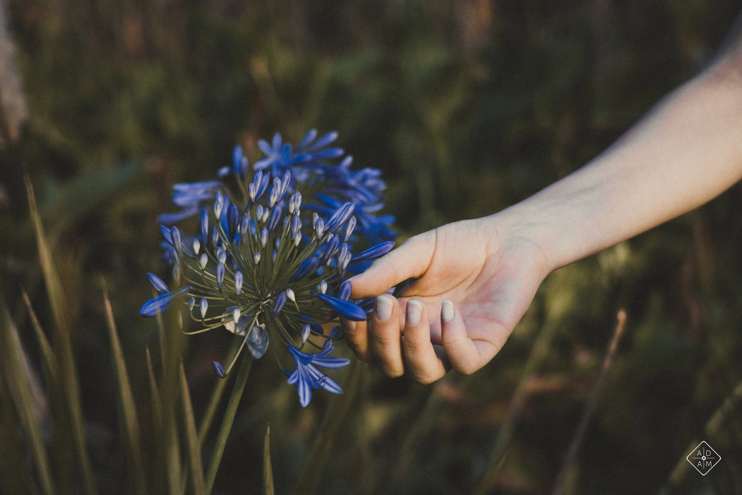 A person's hand holding a blue and purple flower with long green stems outdoors.