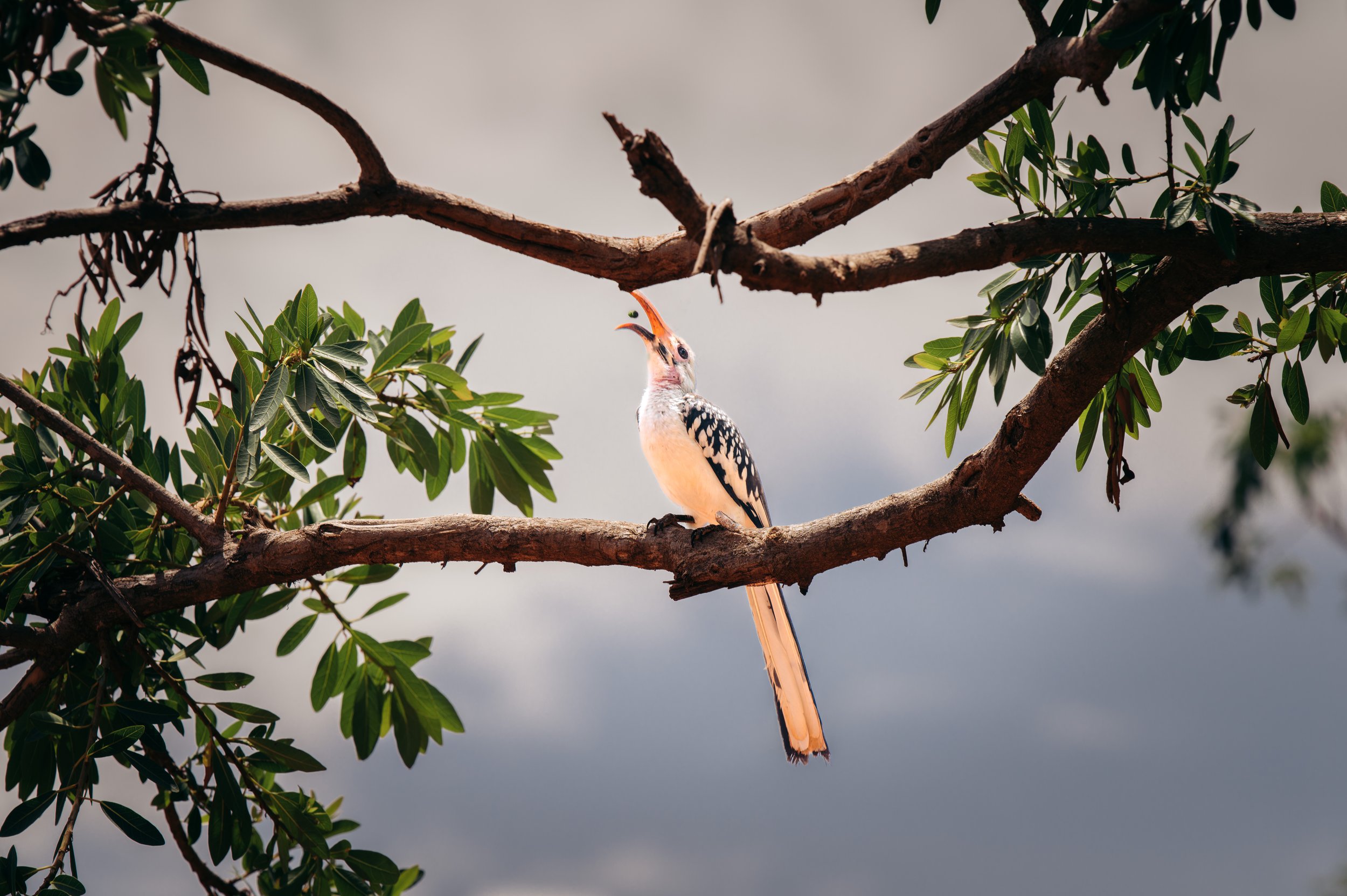 A bird with black and white feathers and an orange beak perched on a tree branch with green leaves, with a cloudy sky in the background.