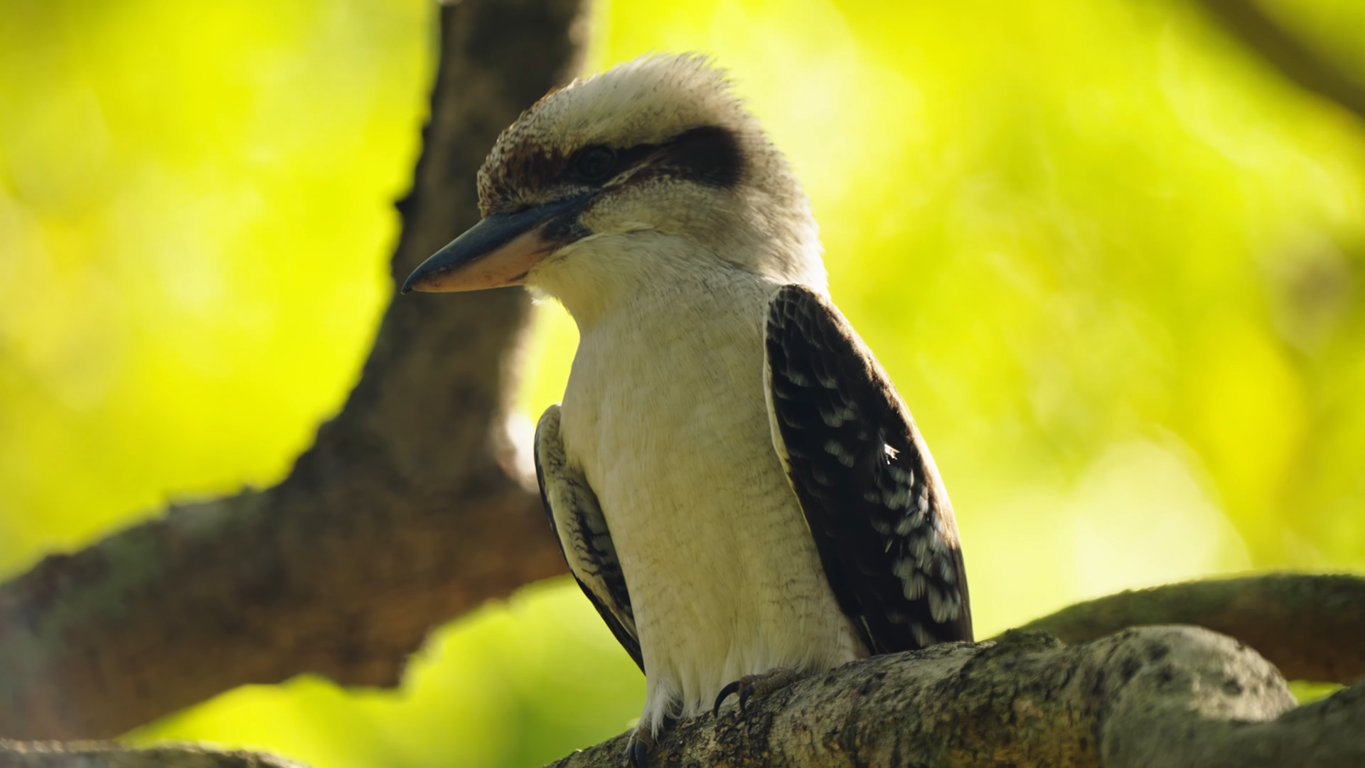 Kookaburra