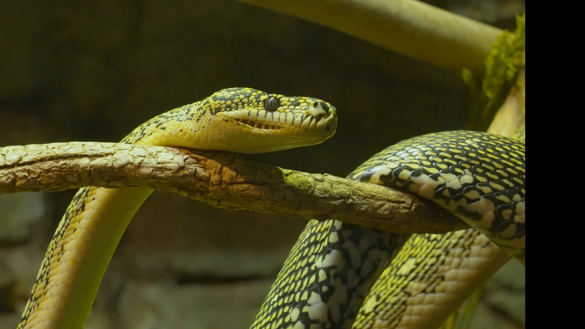 Yellow Diamond Python