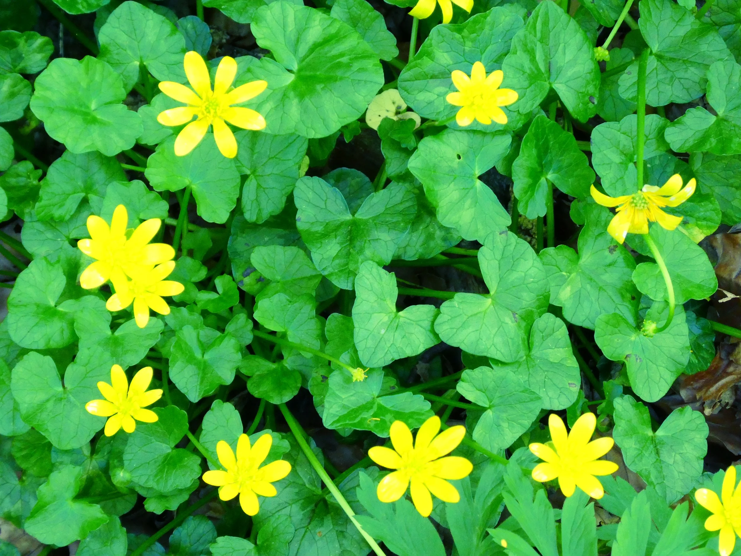 Bright yellow flowers with green, heart-shaped leaves.