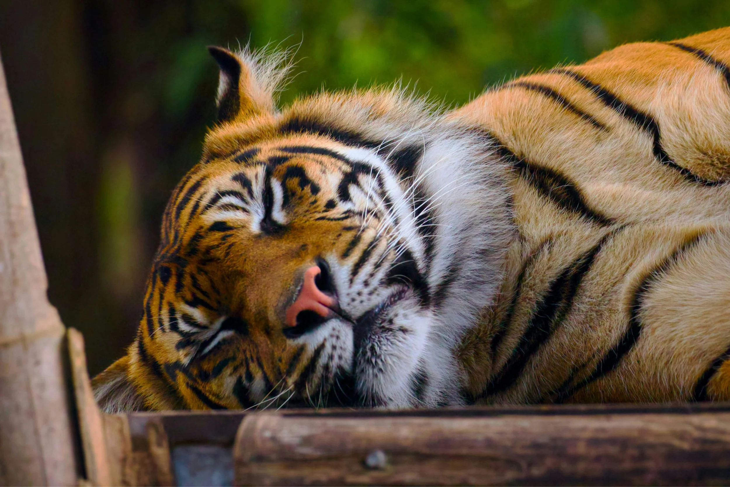 Sleeping tiger 2.jpg
