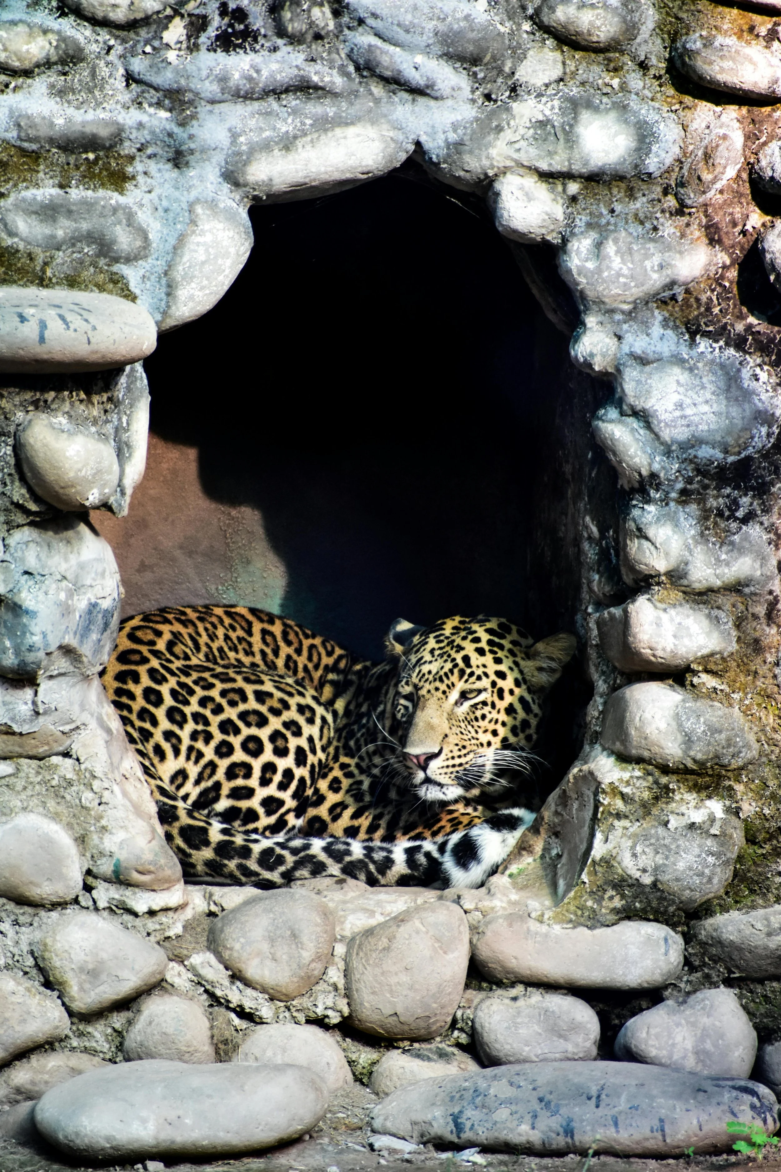 Leopard in Cave.jpg
