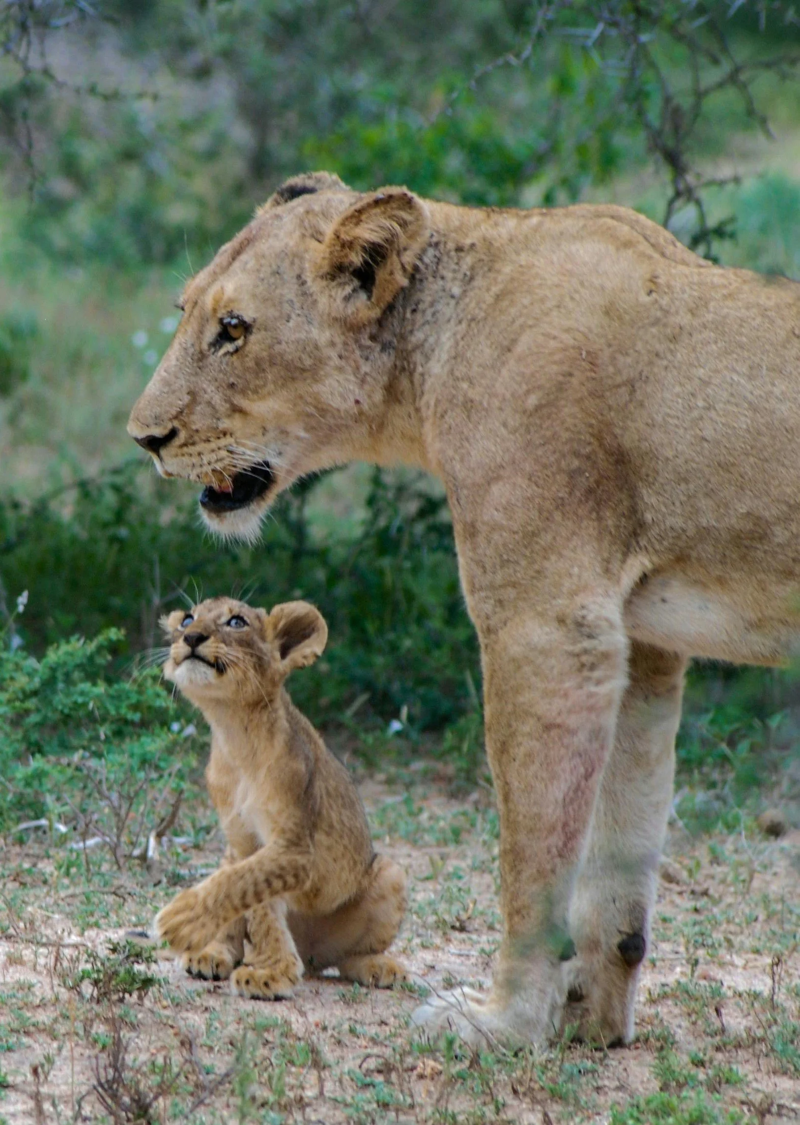 lion and cub2.jpg