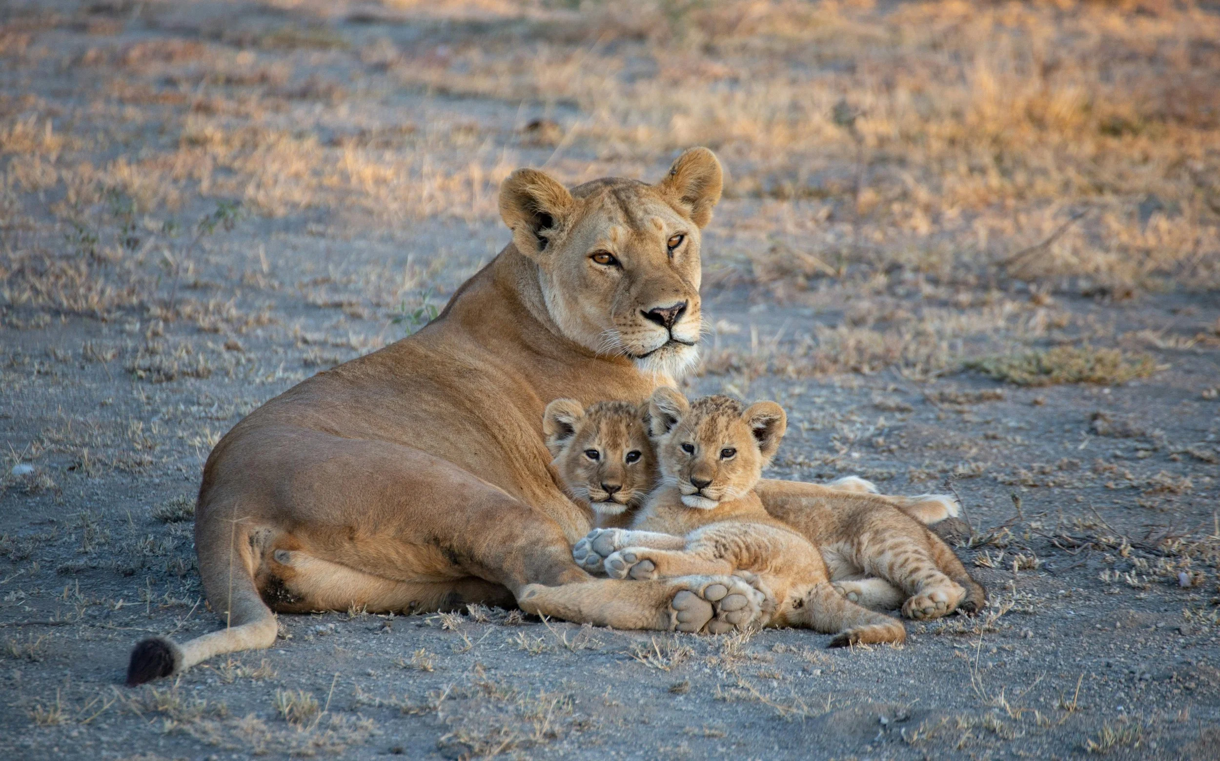 Lion and two cubs.jpg
