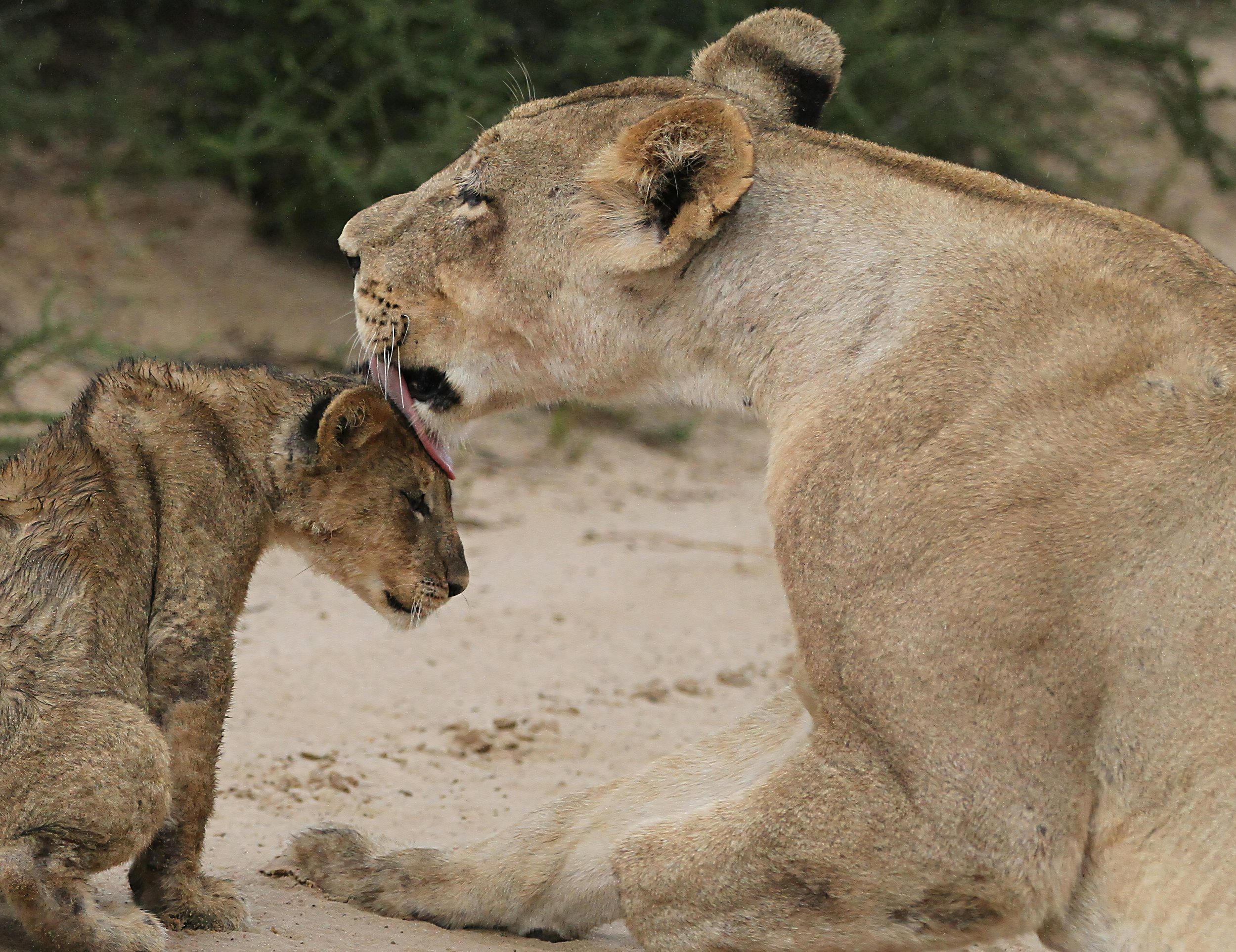Lion and cub.jpg