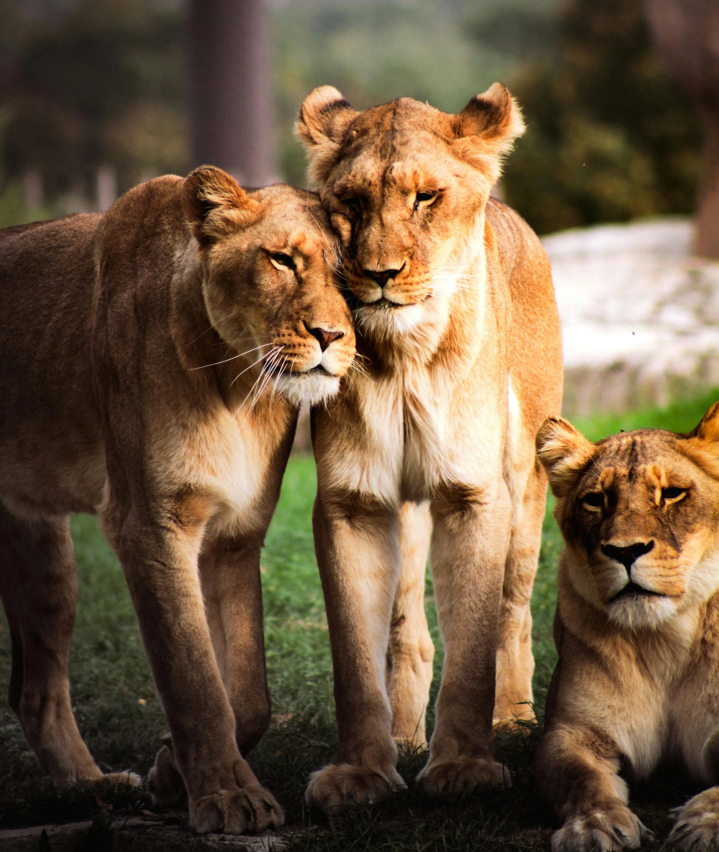 3 lionesses.jpg