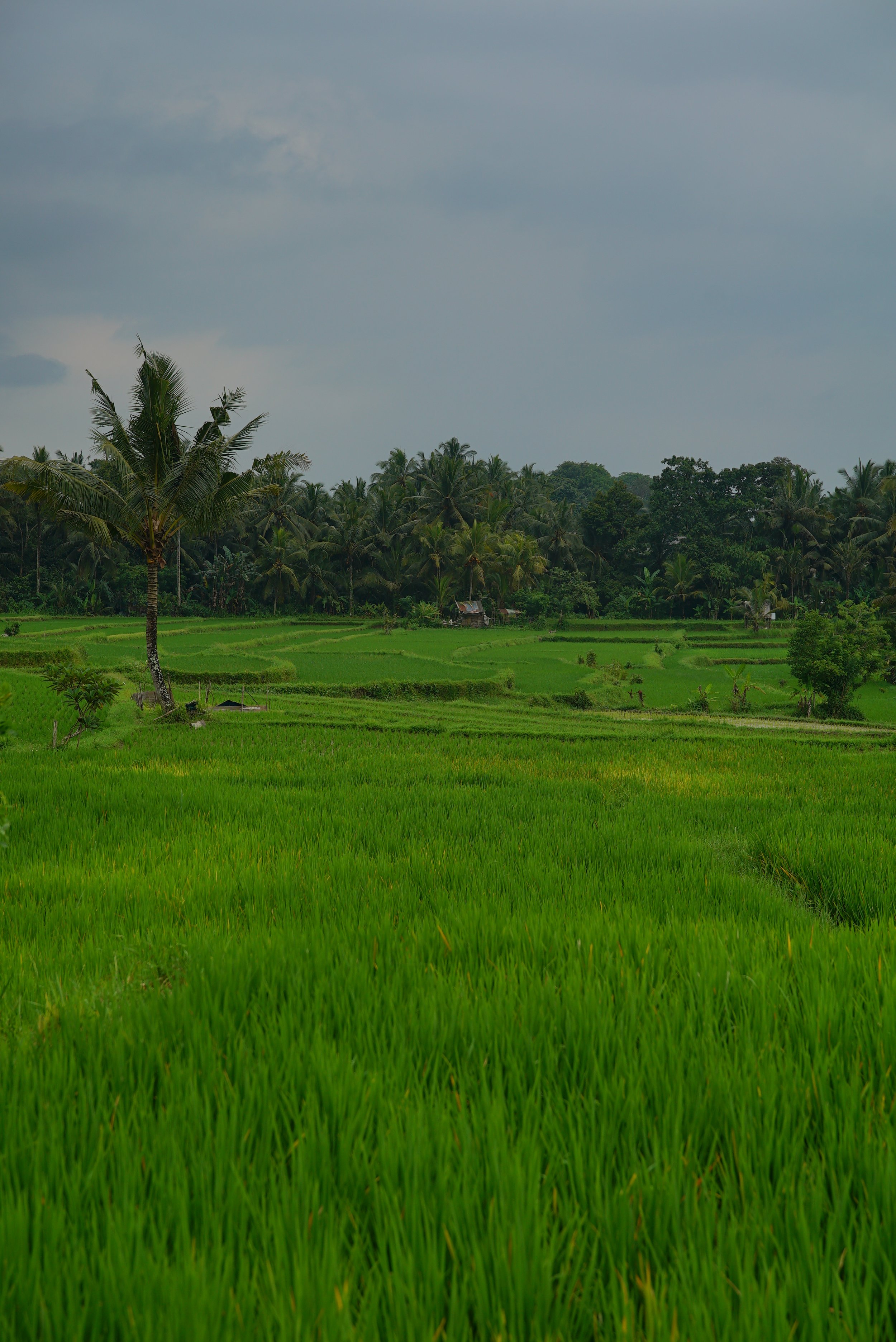 Close to Ricefield Walking Trails