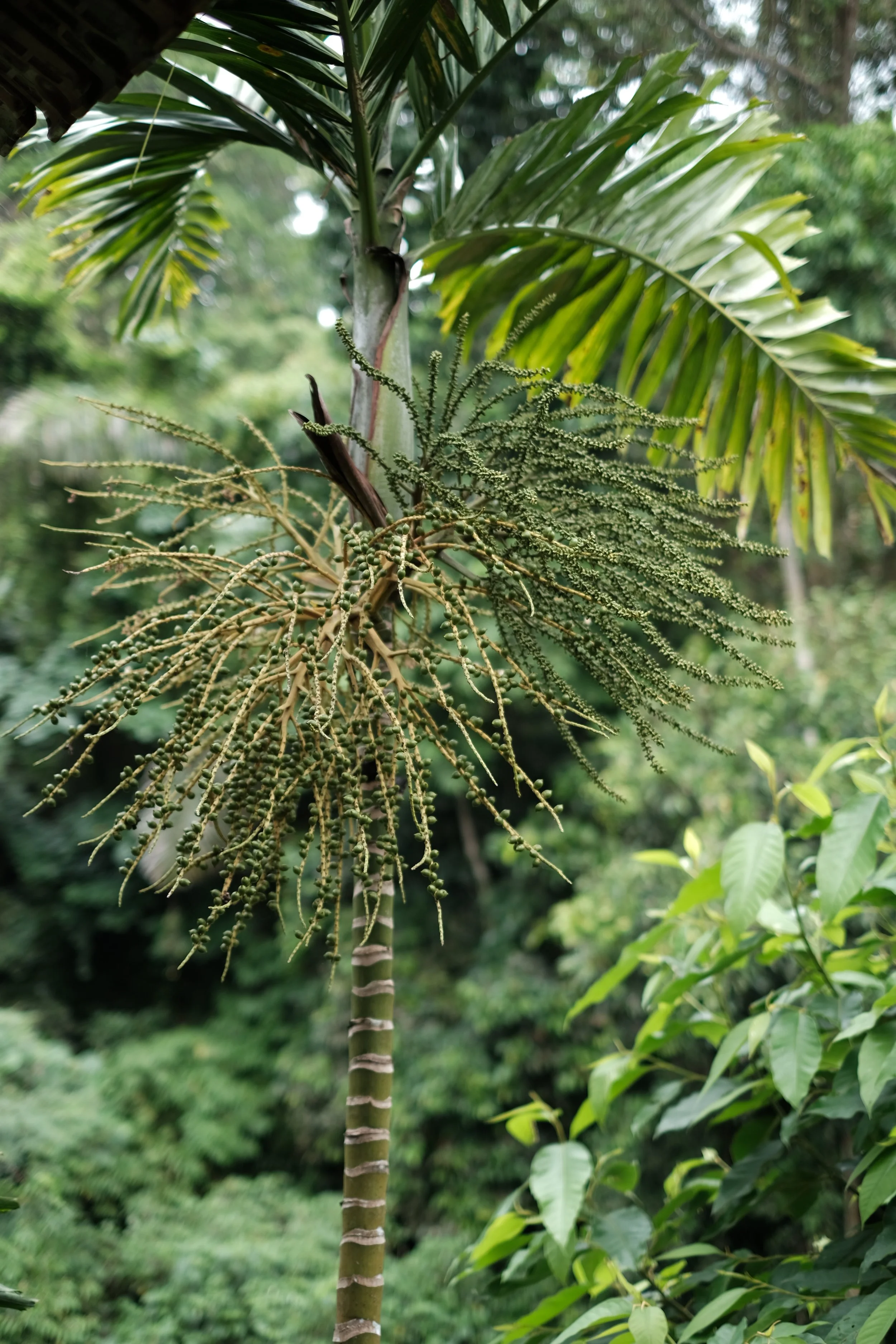 Close-up of a palm tree with a cluster of hanging, spiky seed pods, surrounded by lush green foliage in a tropical setting.