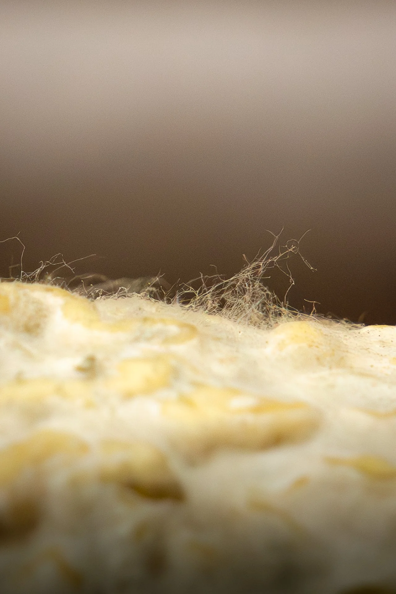 Très gros plan sur la croûte d'un fromage de chèvre, le Clacbitou, semblable à un Charolais, laissant apercevoir quelques poils sur sa surface ridée.