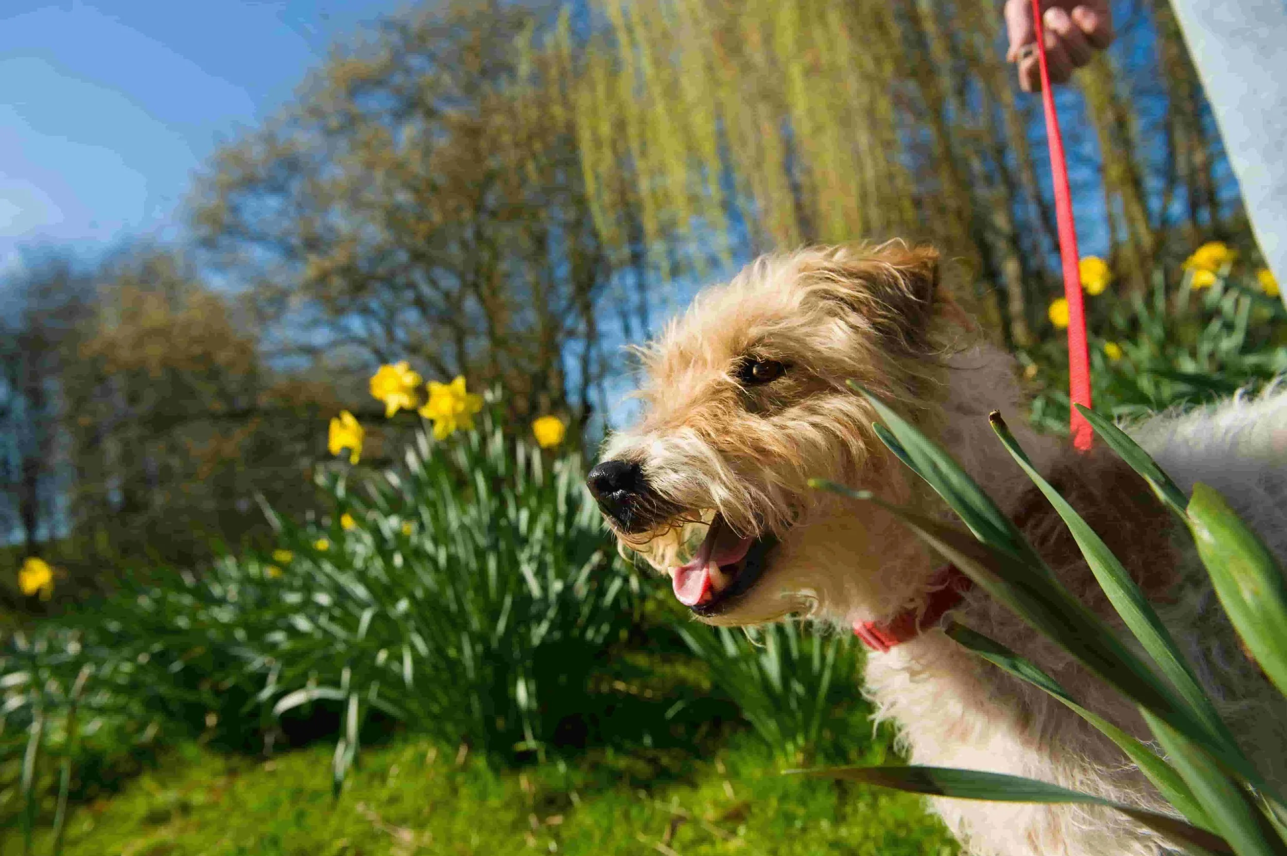 A dog with light fur wearing a red collar and red leash, yawning while lying among green plants with yellow flowers outdoors on a sunny day.