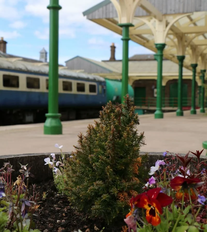 A small pine shrub in a flower bed with blooming pansy flowers, train tracks, and Caledonian Railway - Brechin Station Platform with green supports and a vintage train in the background.