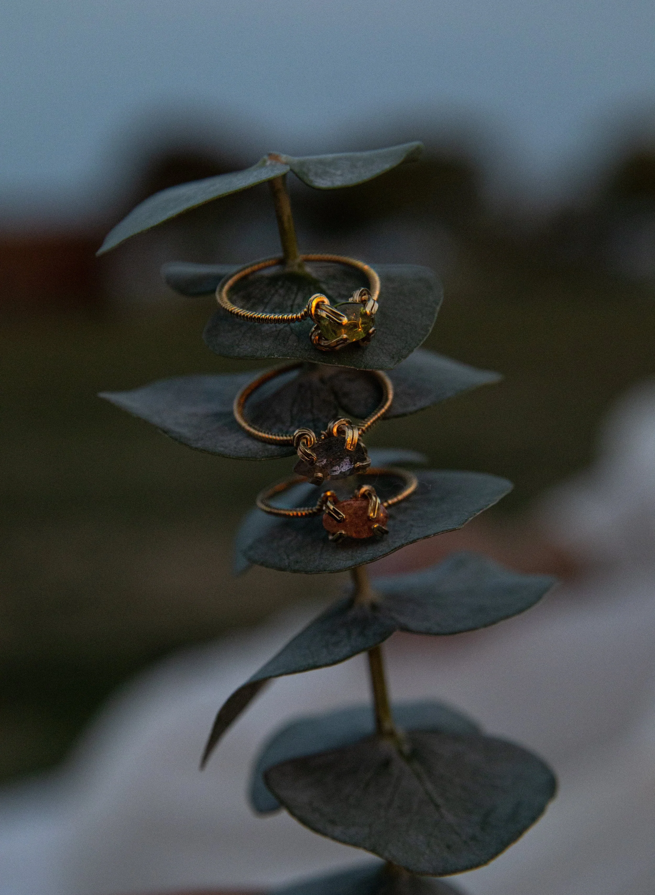 Three gold rings with gemstones resting on dark green leaves of a plant.