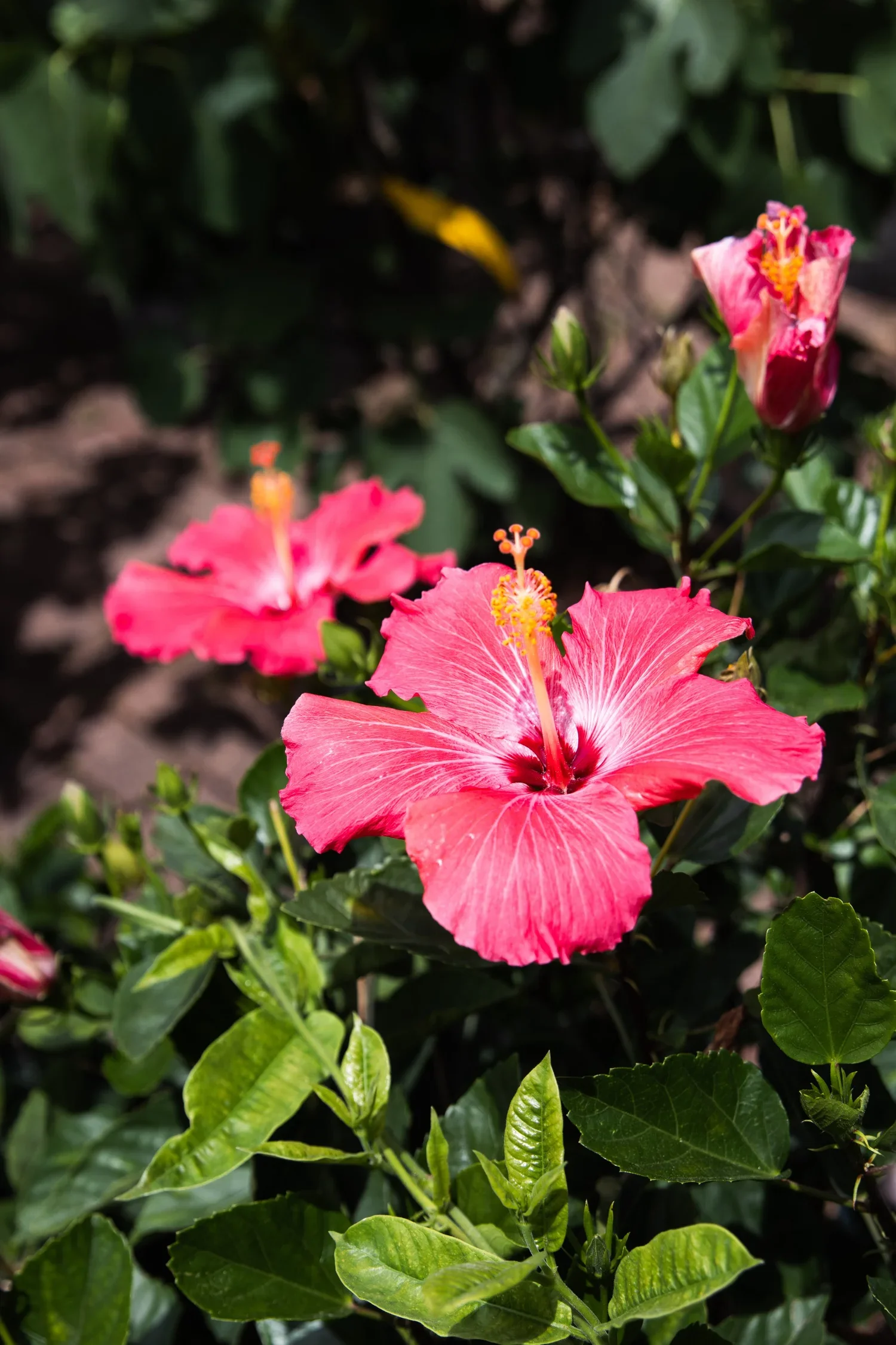 Close-up of pink hibiscus flowers with green leaves and blurred background.