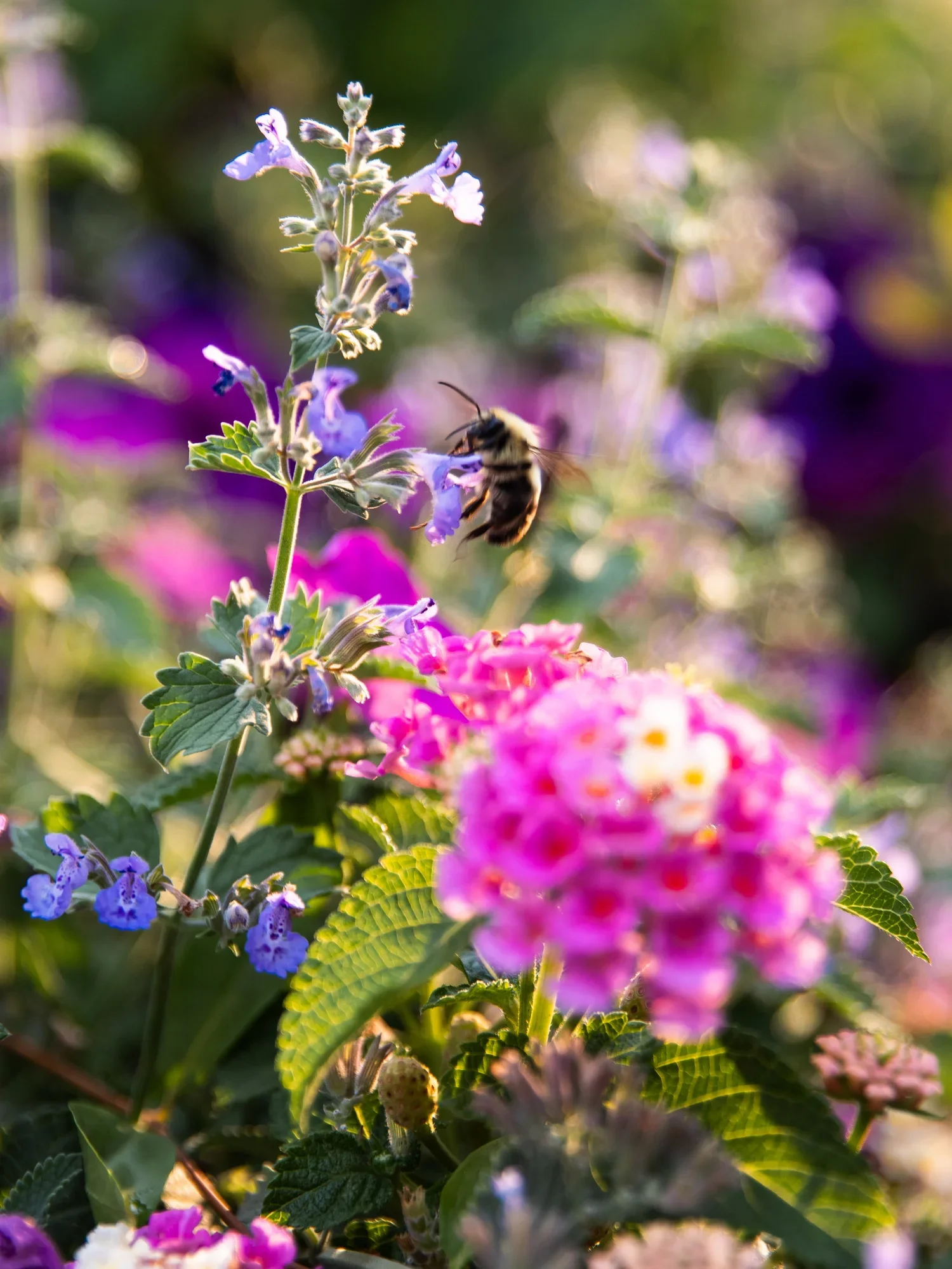 A bee gathering nectar from pink and purple flowers in a garden.