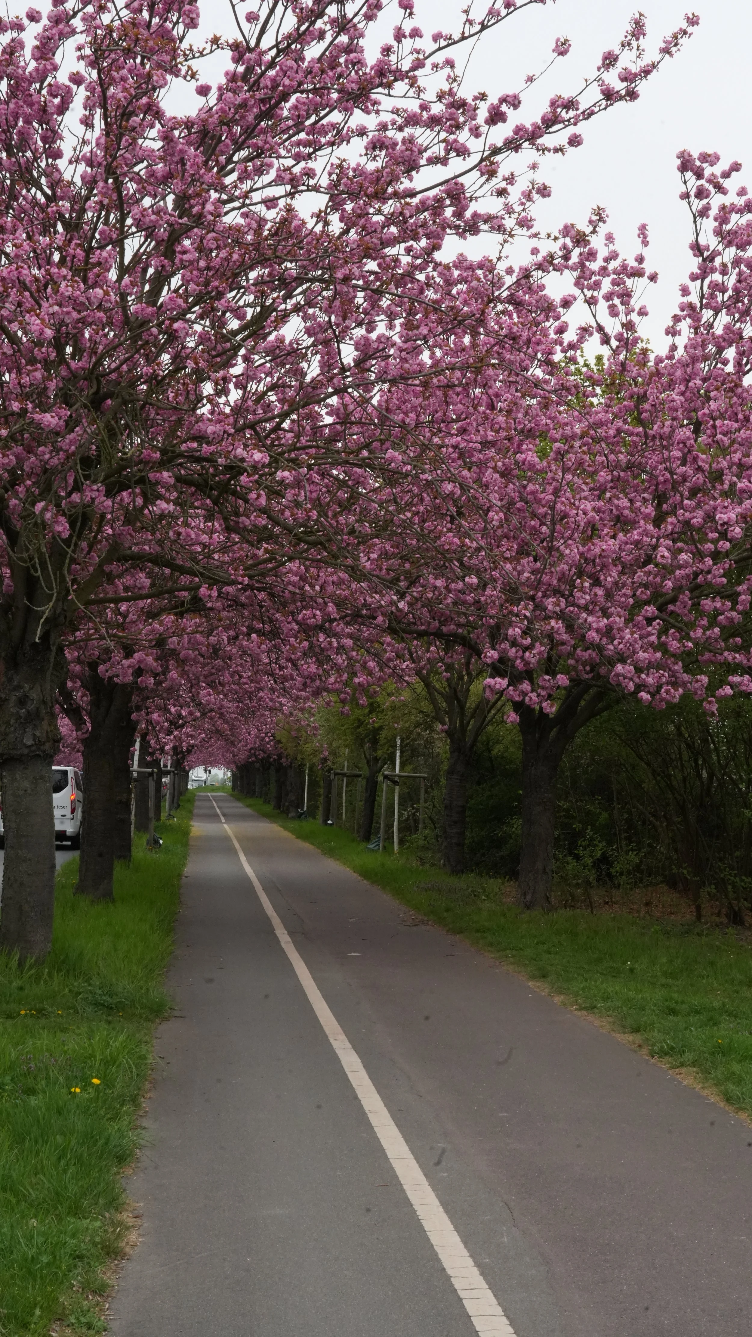 Flohmarktstraße vom Kirschblütenfest.
Straße mit Bäumen voller pinker Kirschblüten auf beiden Seiten, kleine Autos am linken Straßenrand, grüne Wiesen neben der Straße