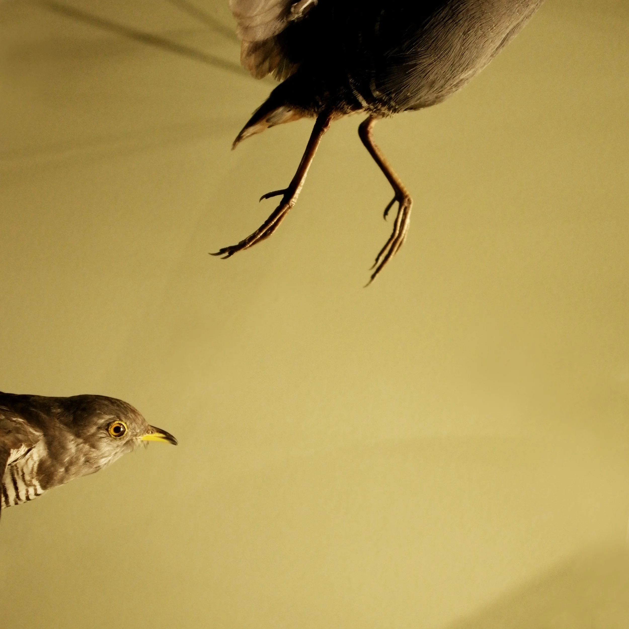 Museum of Natural History Bergen