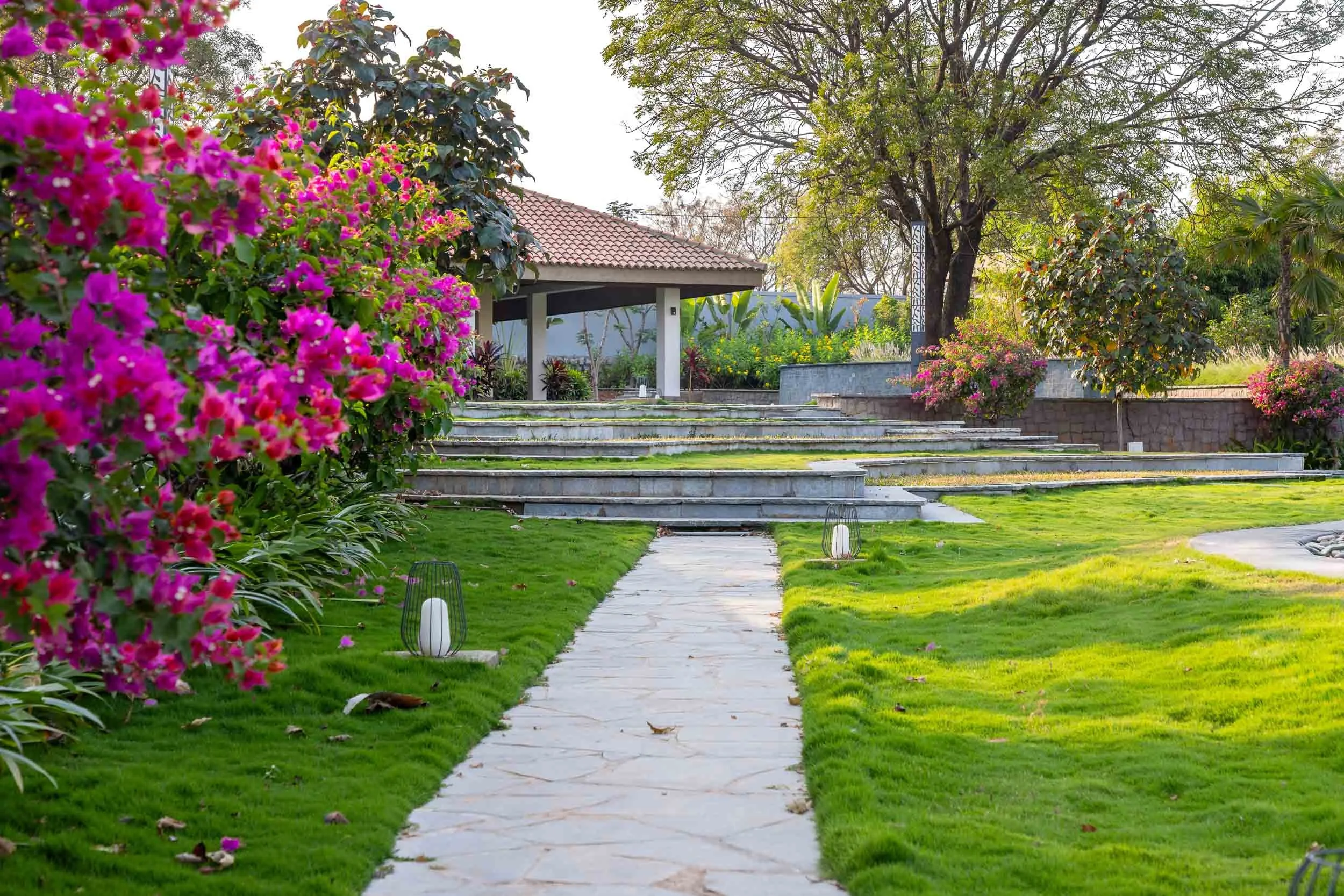 Exterior daytime photography of a luxury resort farm stay featuring a stone pathway winding through a green lawn, bordered by vibrant pink bougainvillea bushes