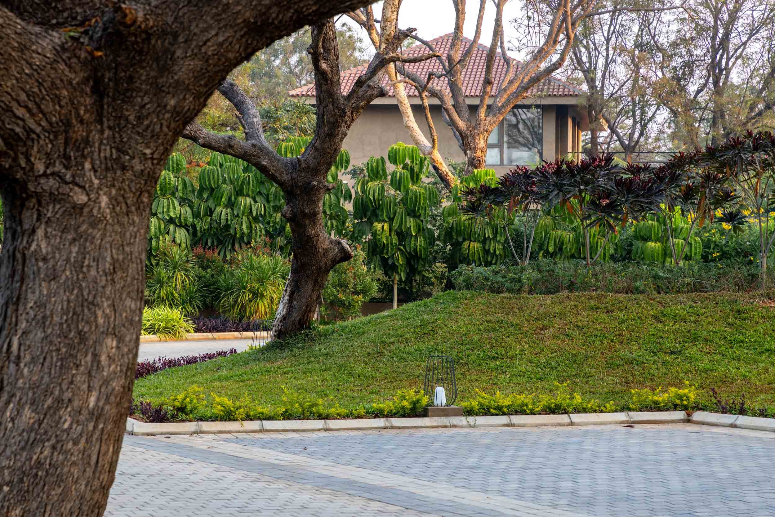 Residential landscape photography featuring a paved driveway bordered by a large mature tree, sloping green lawns, and lush garden planting.