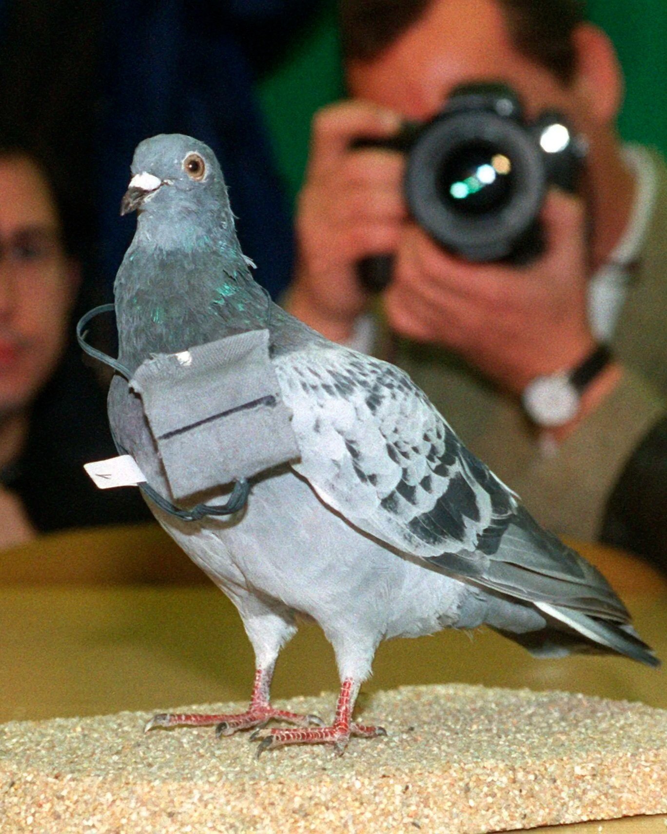 Nahaufnahme einer Brieftaube mit einer Umhängetasche, vor einer Kameraaufnahme. Im Hintergrund sind zwei Menschen, einer mit Brille, die auf den Vogel schauen, während eine Person mit Kamera Fotos macht.