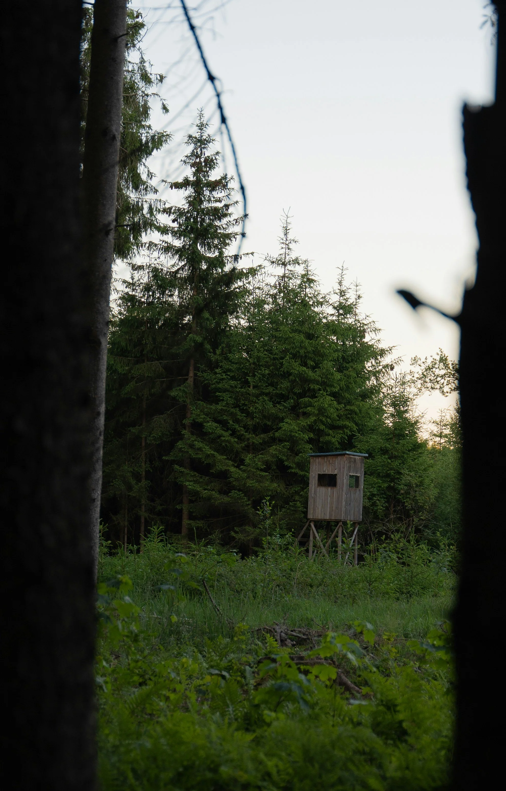 Ein Holzstückhaus auf Stelzen in einem Wald mit vielen grünen Bäumen, Blick zwischen zwei Baumstämmen hindurch, bei Tageslicht.