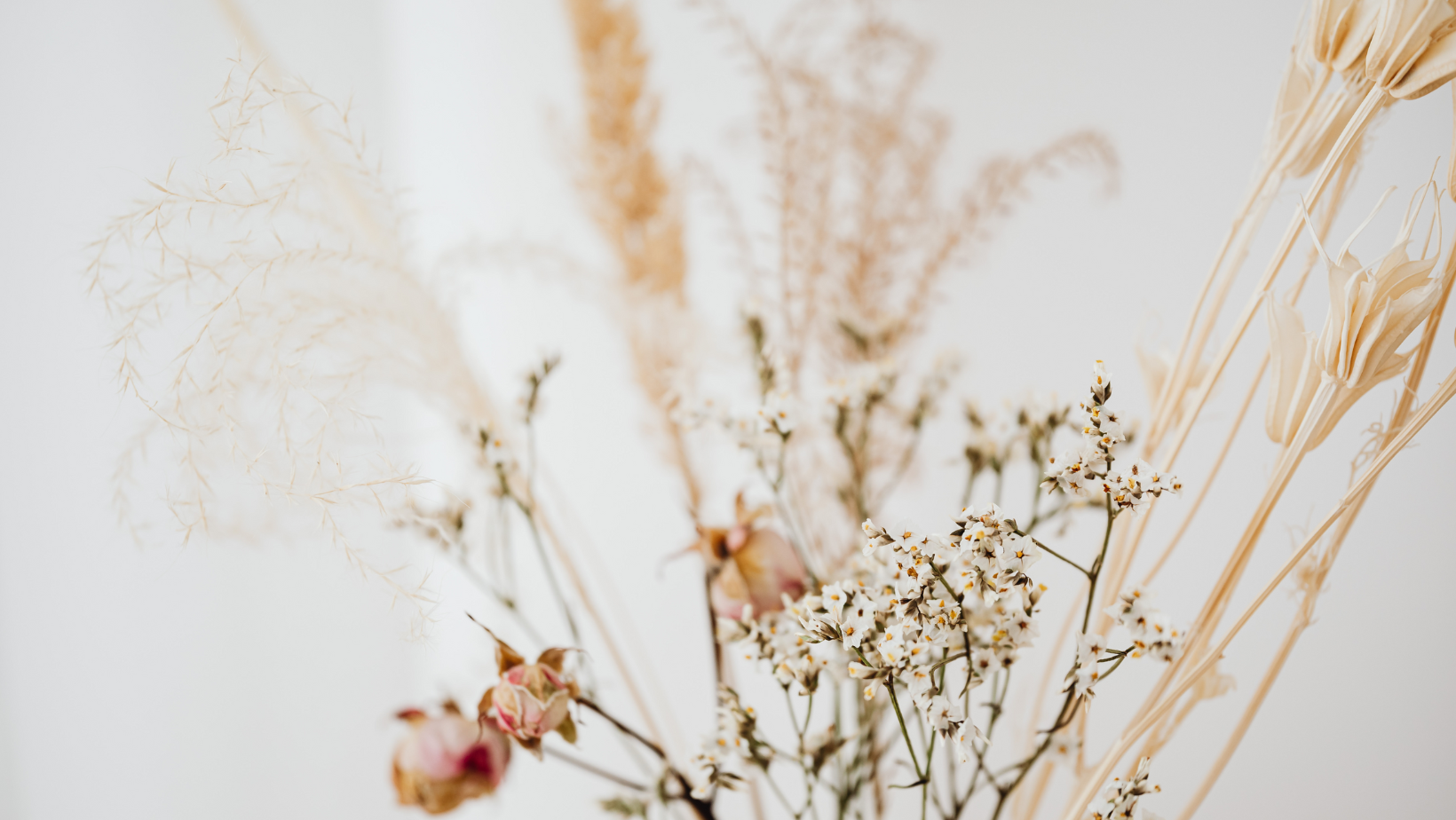 Verschiedene Trockenblumen und Gräser in neutralen Tönen auf weißem Hintergrund.